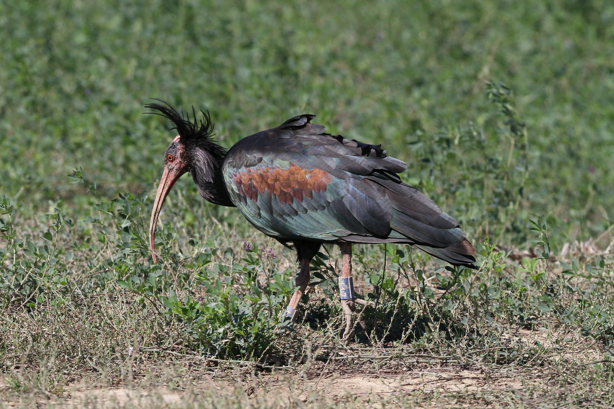 Bald ibis No. 114