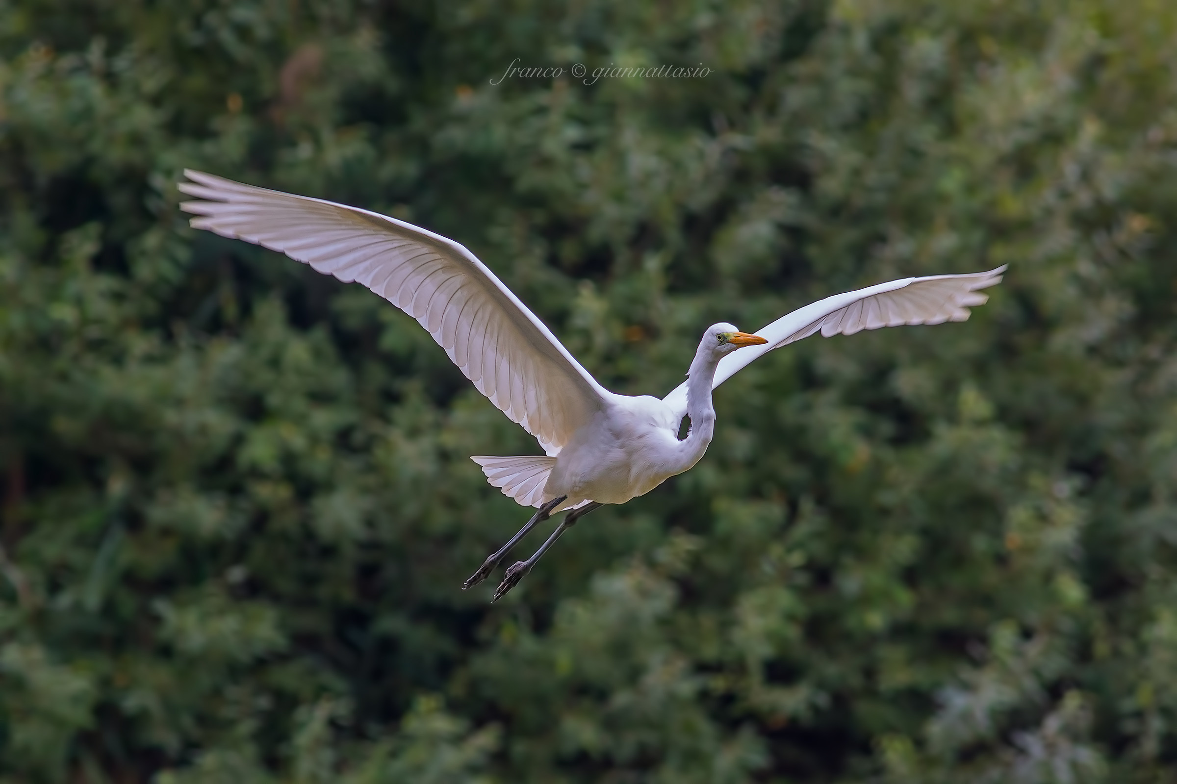 Airone Bianco Maggiore.