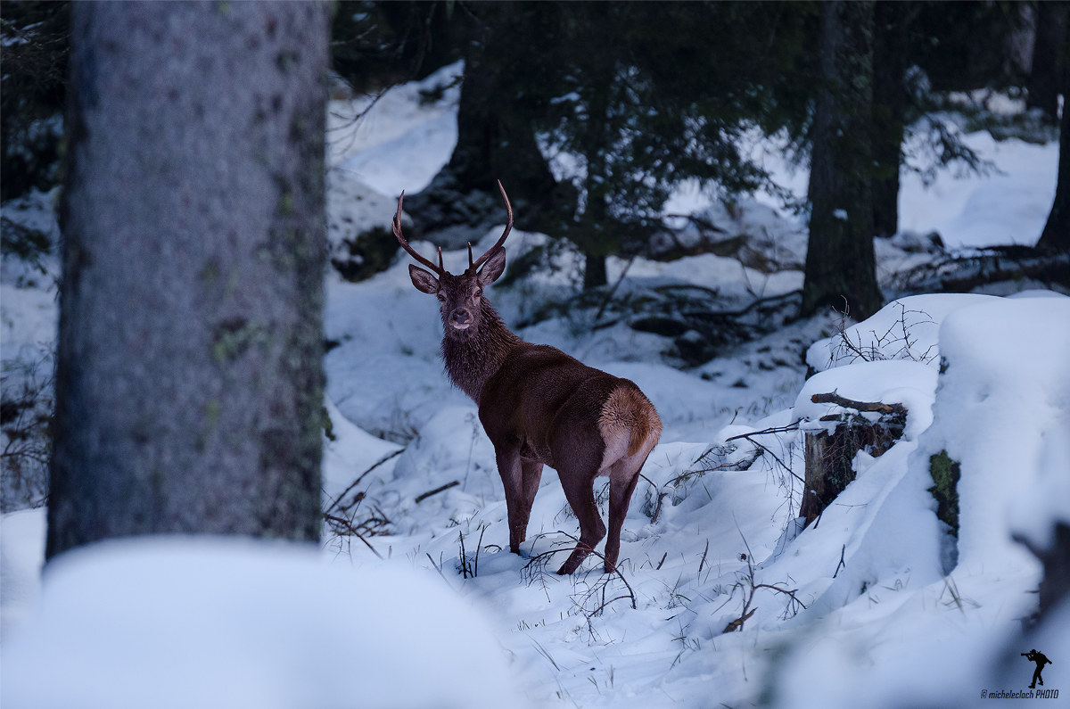 Cervo - (Cervus elaphus)