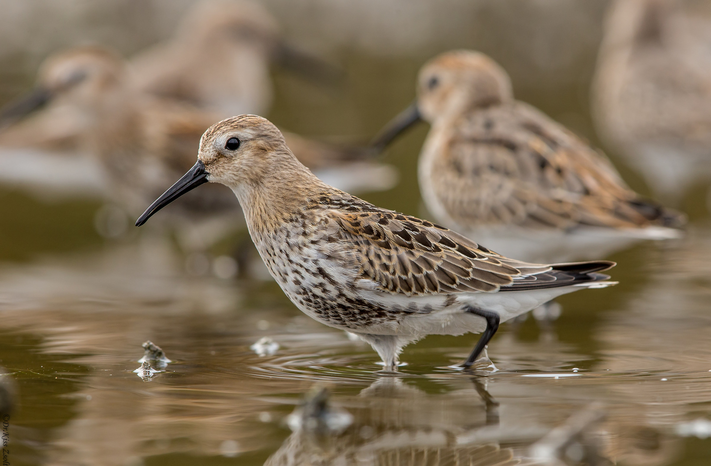 Piovanello pancianera