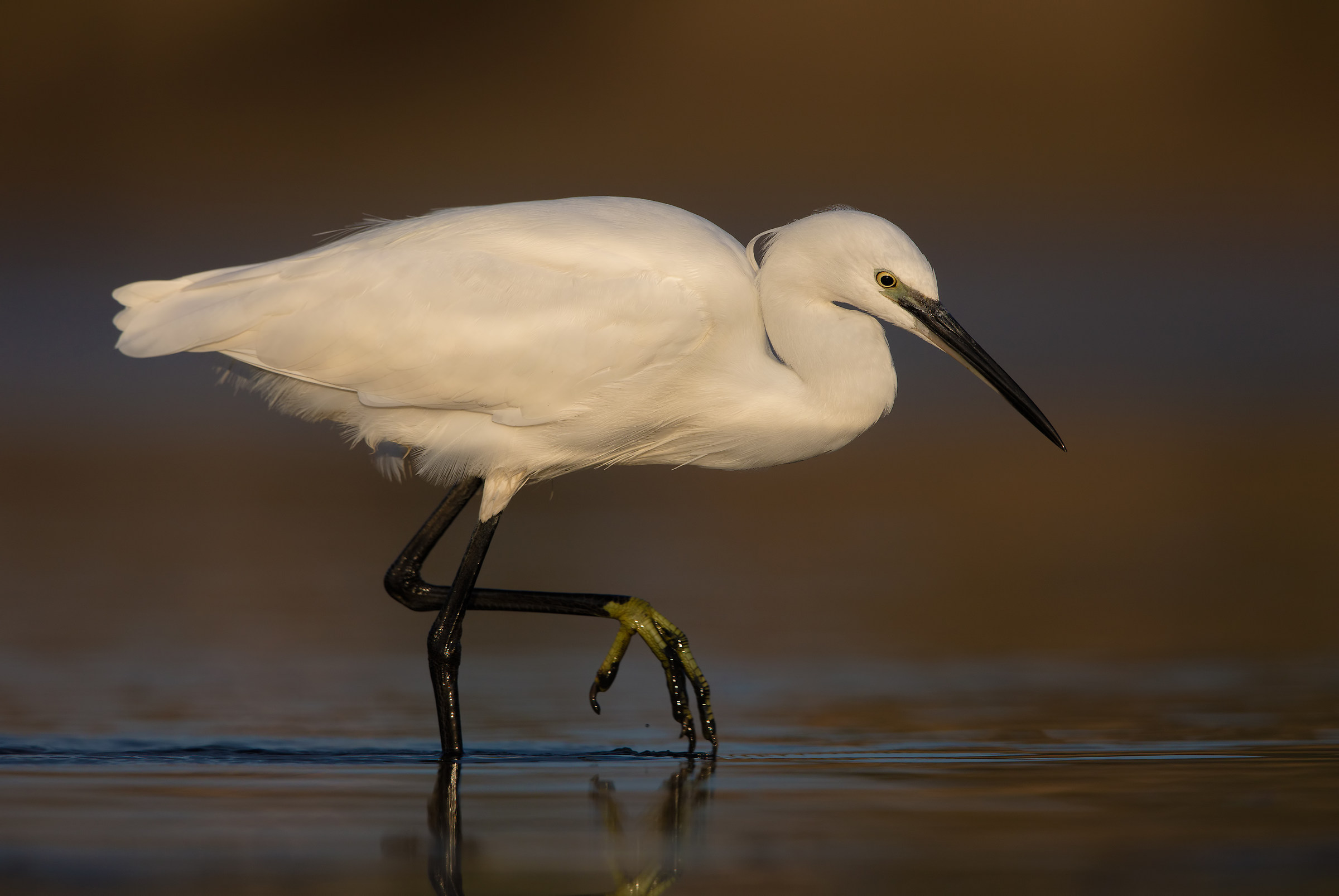 Egret (4000 px)