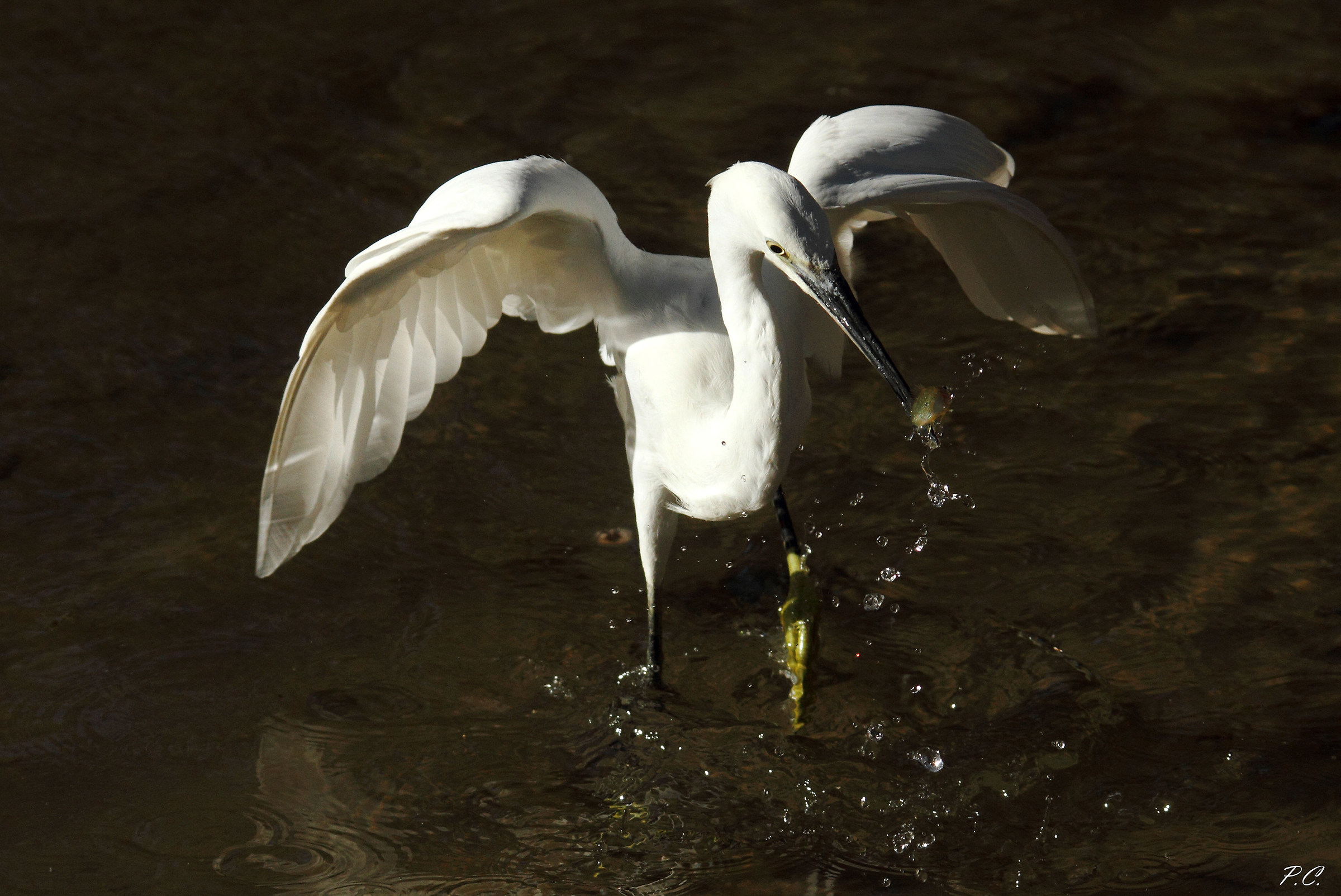 l 'angel exterminated