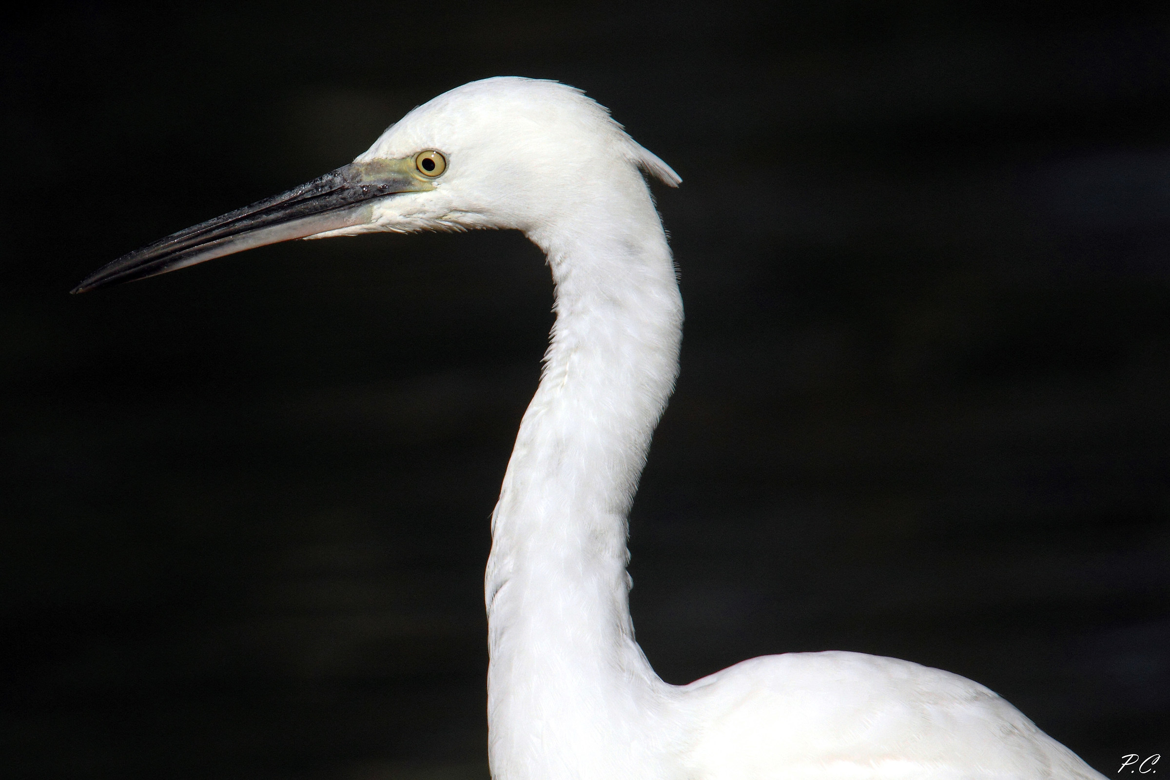l 'Exterminating Angel