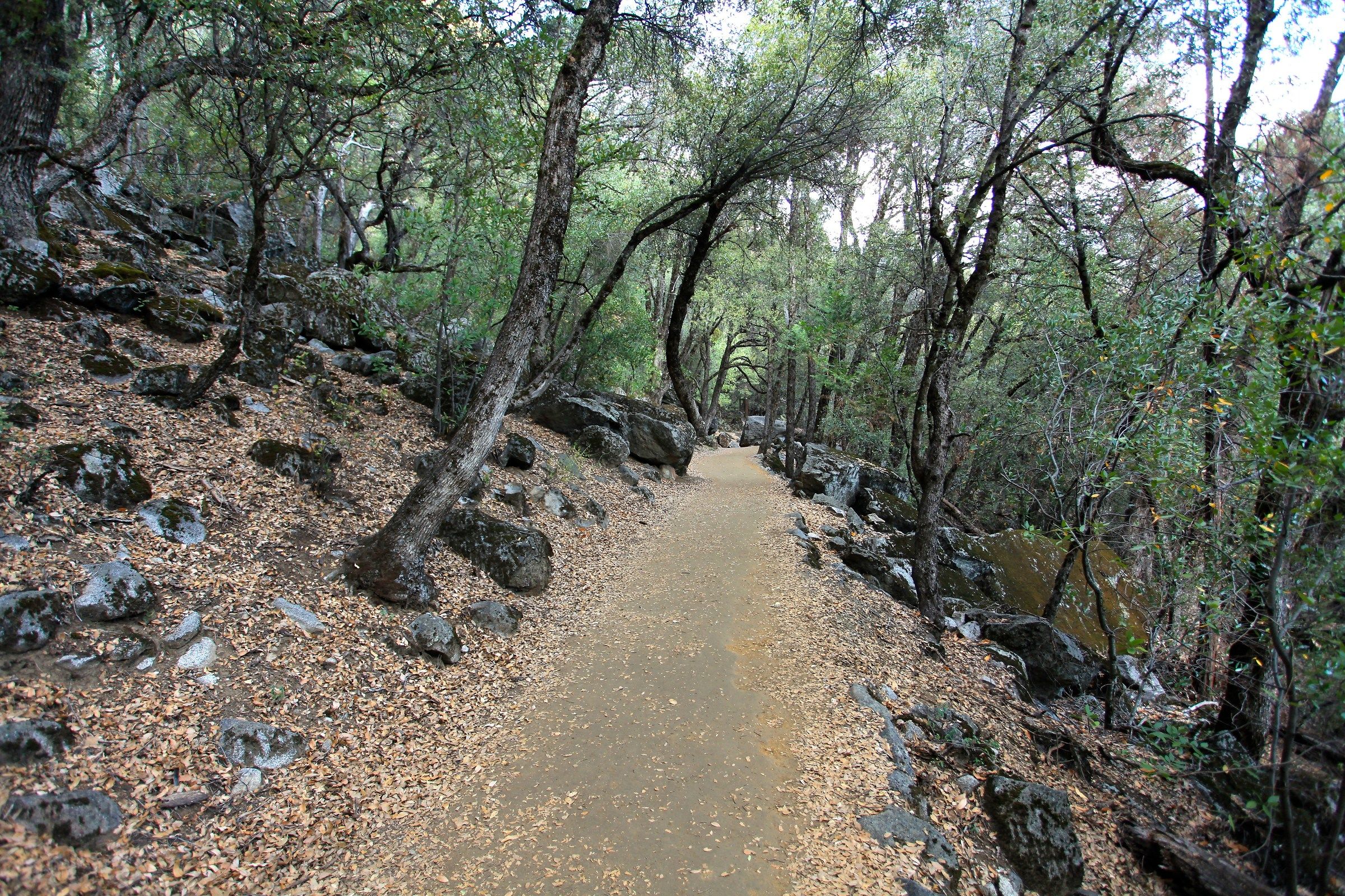 A passeggio nel bosco