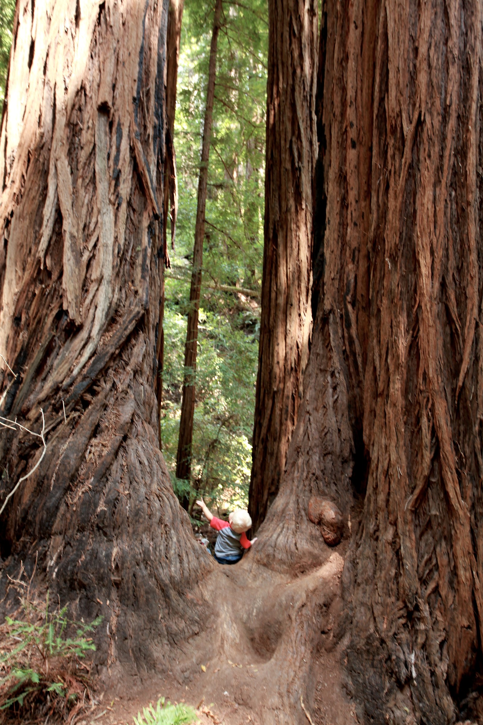 Beato tra le sequoie