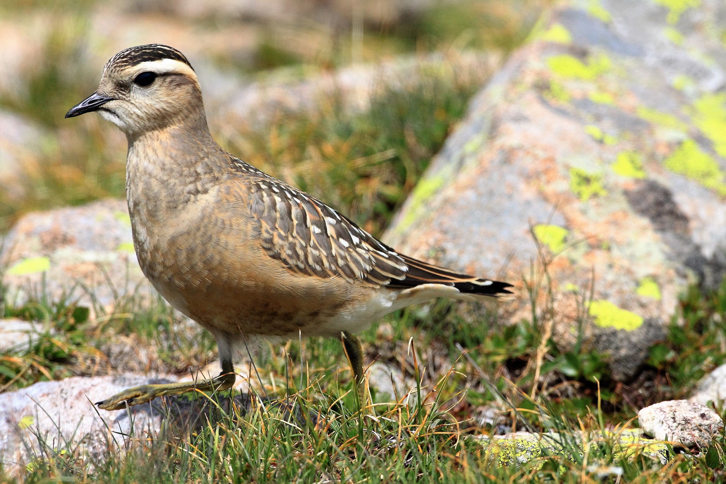 dotterel