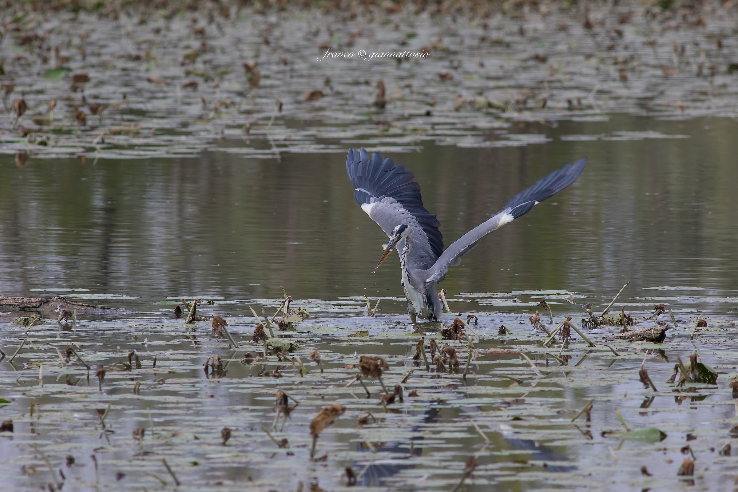 Grey Heron with prey.