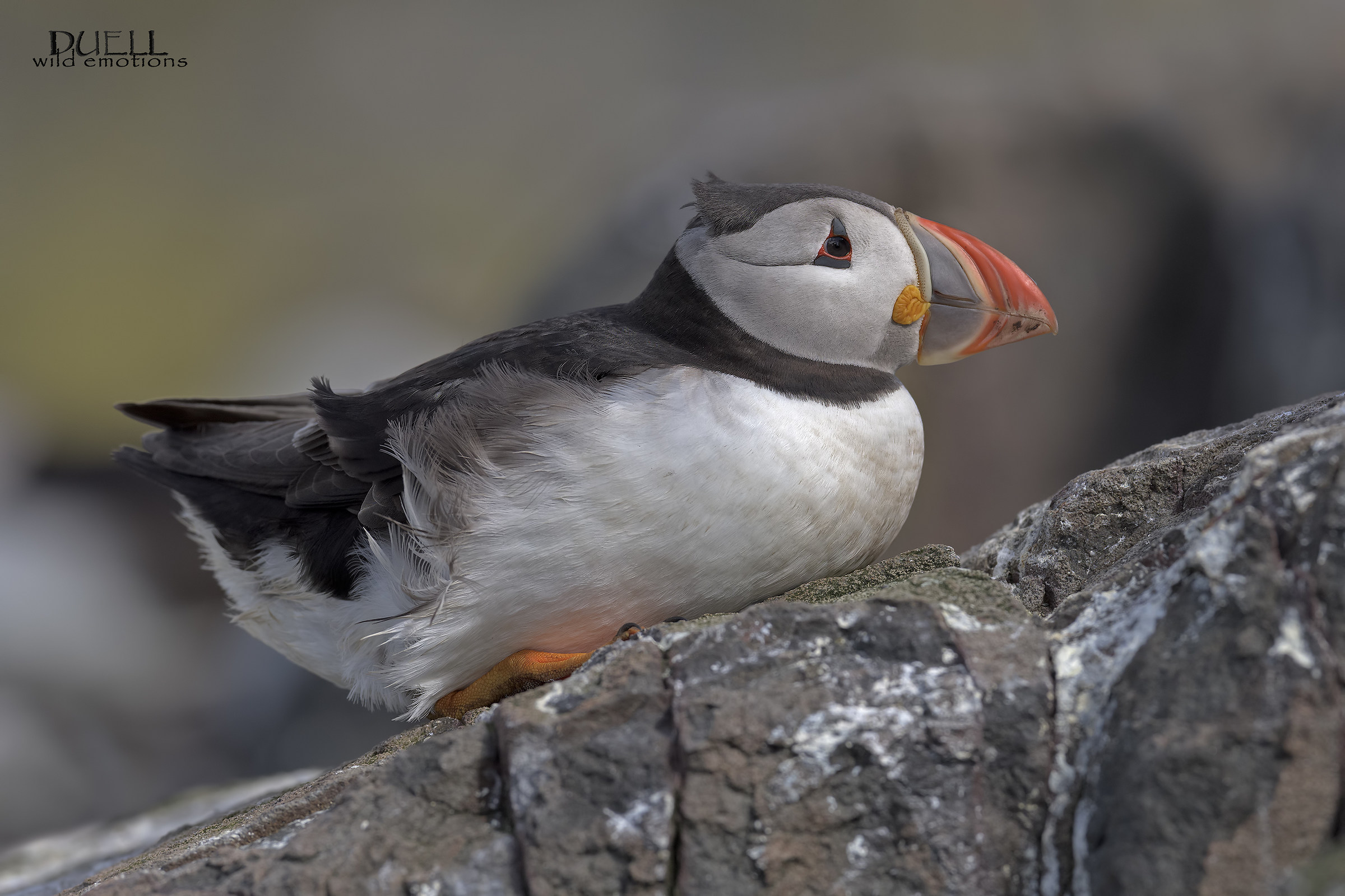 puffin upwind