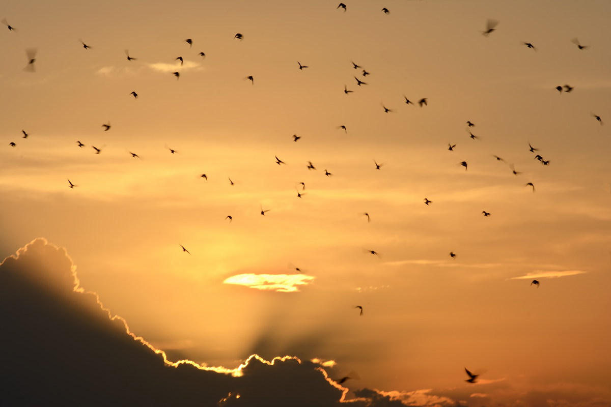 ...e l'estate vola via... - Pomezia 20160921