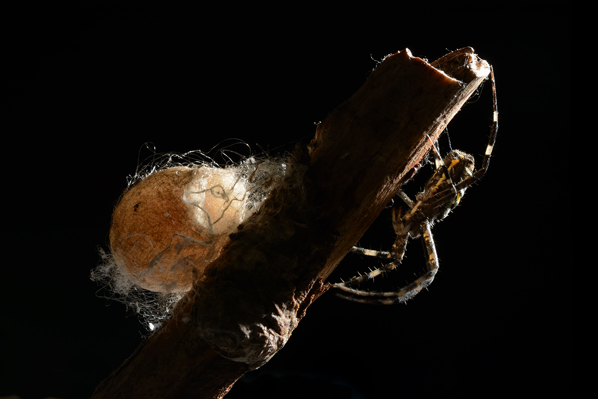 Argiope Bruennichi con bozzolo