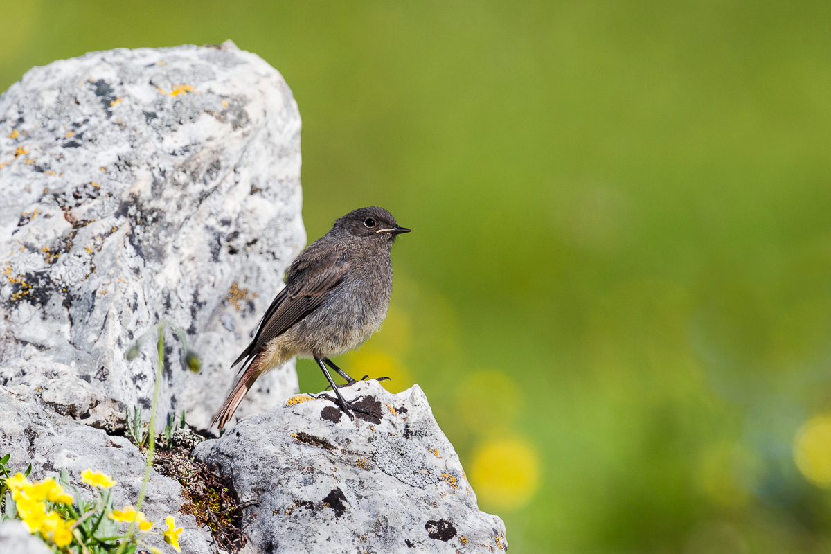 Black redstart juv. in its natural environment ..