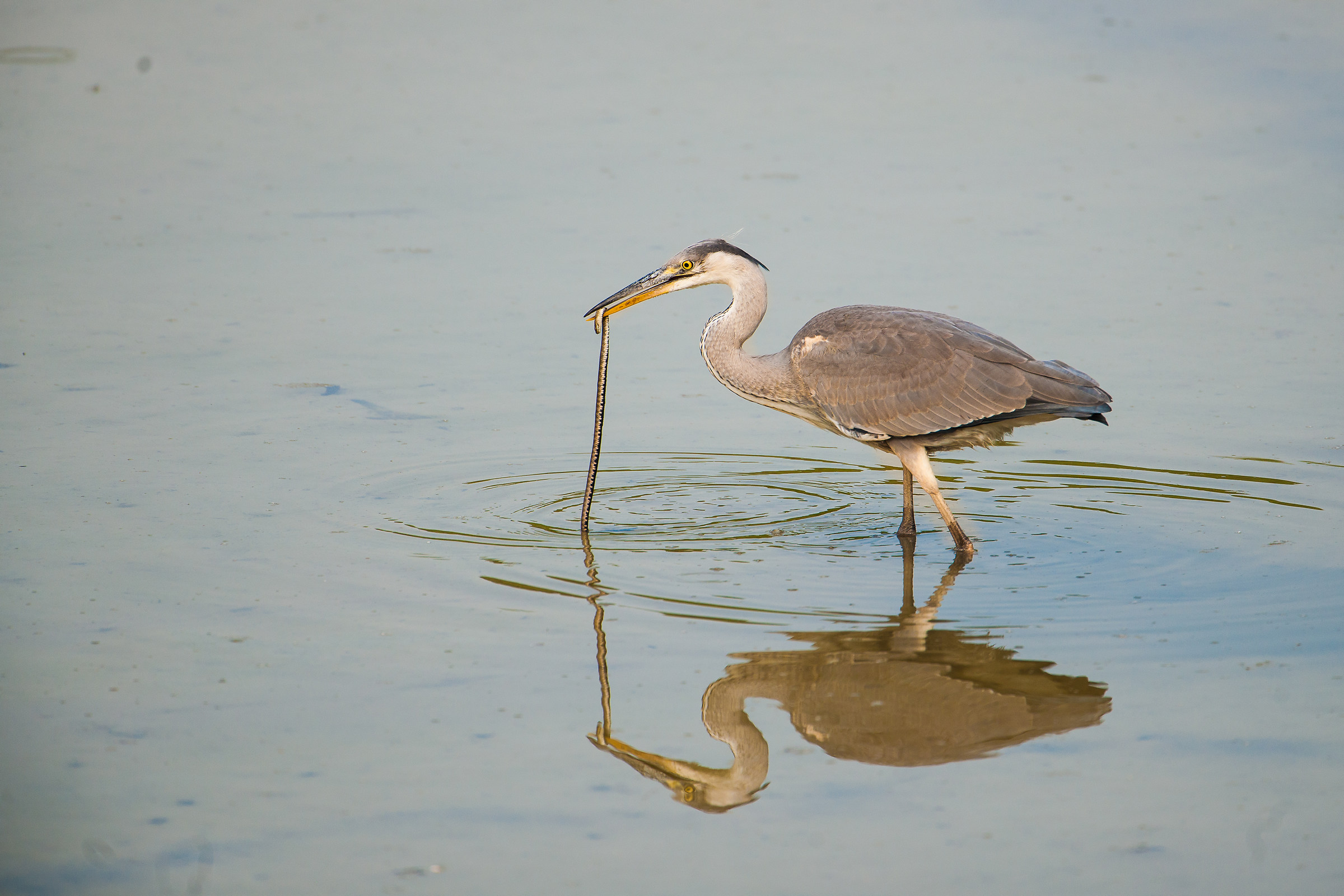 Grey Heron with prey