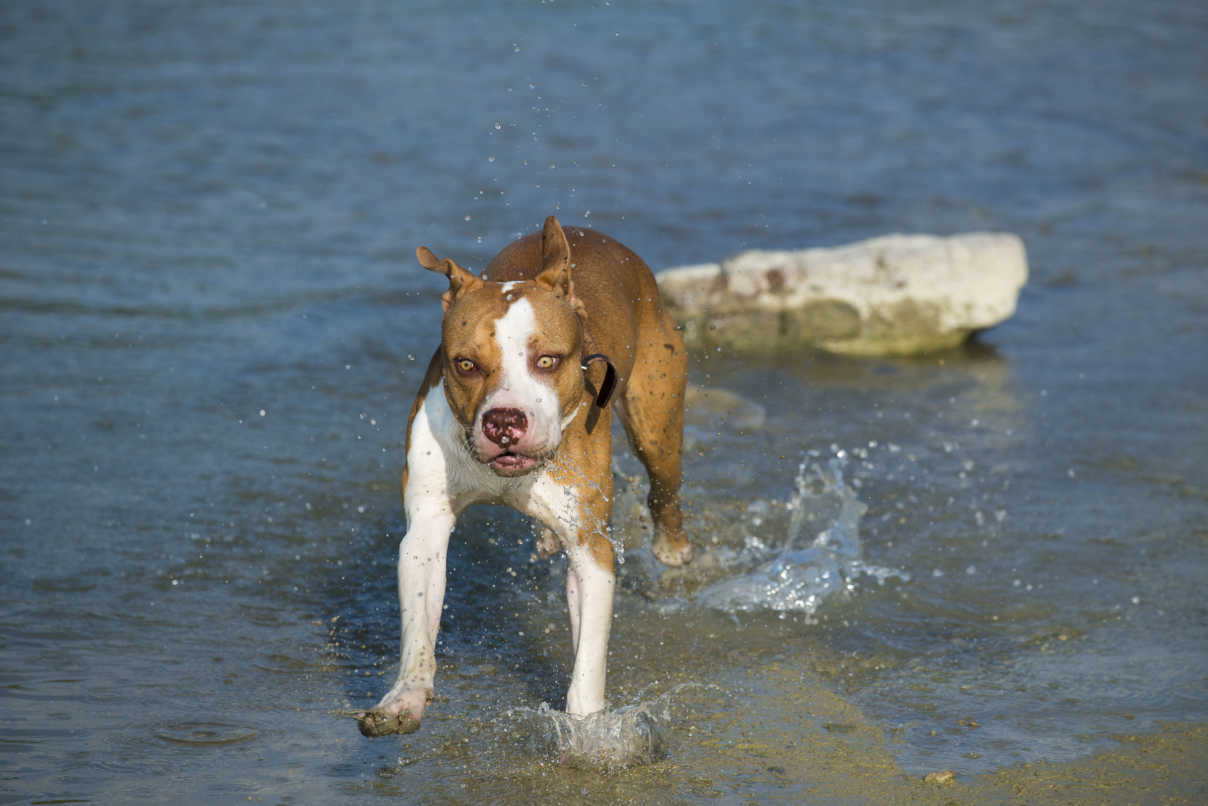 Thiago to the river!