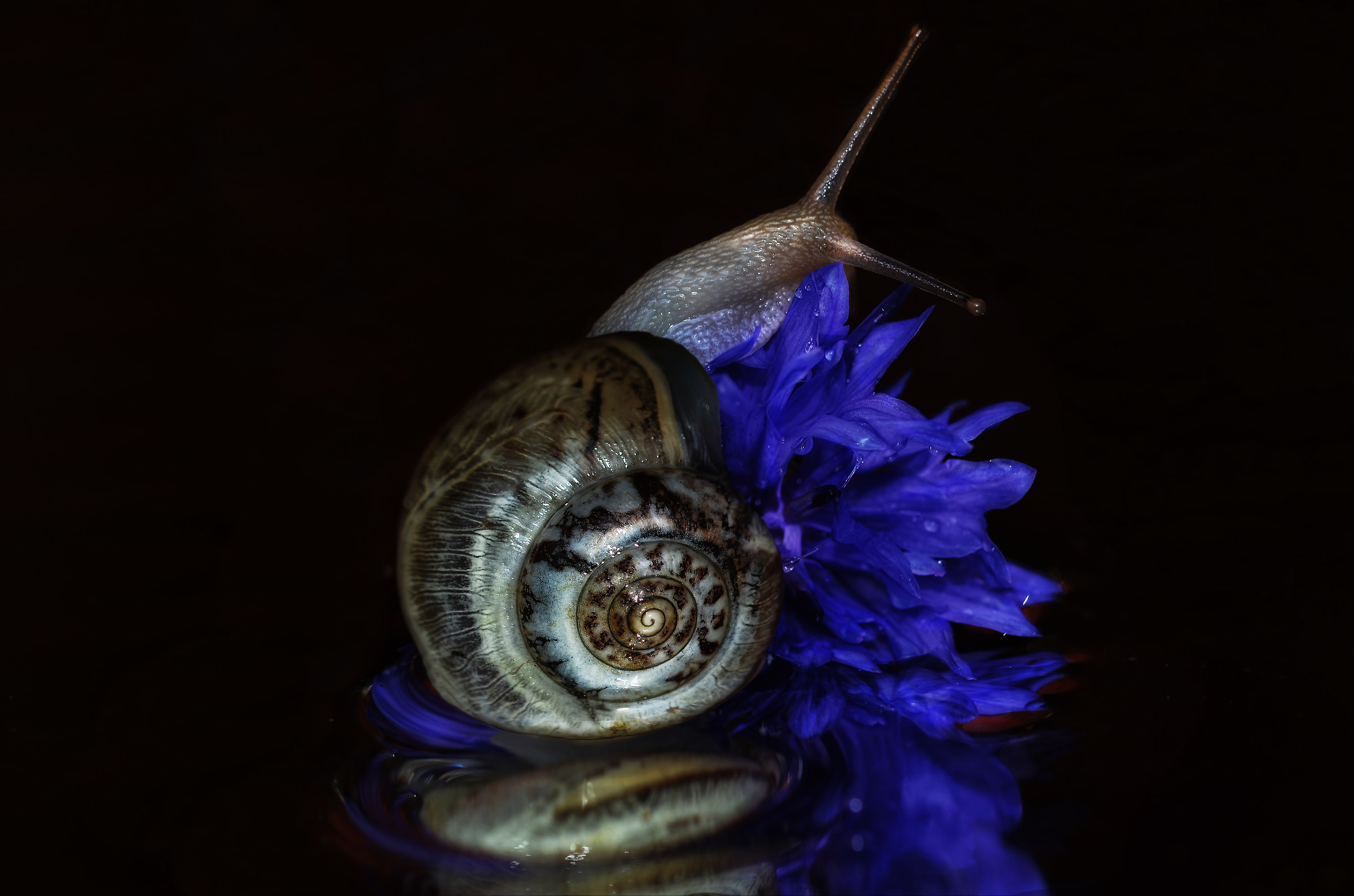 Spiral in blue