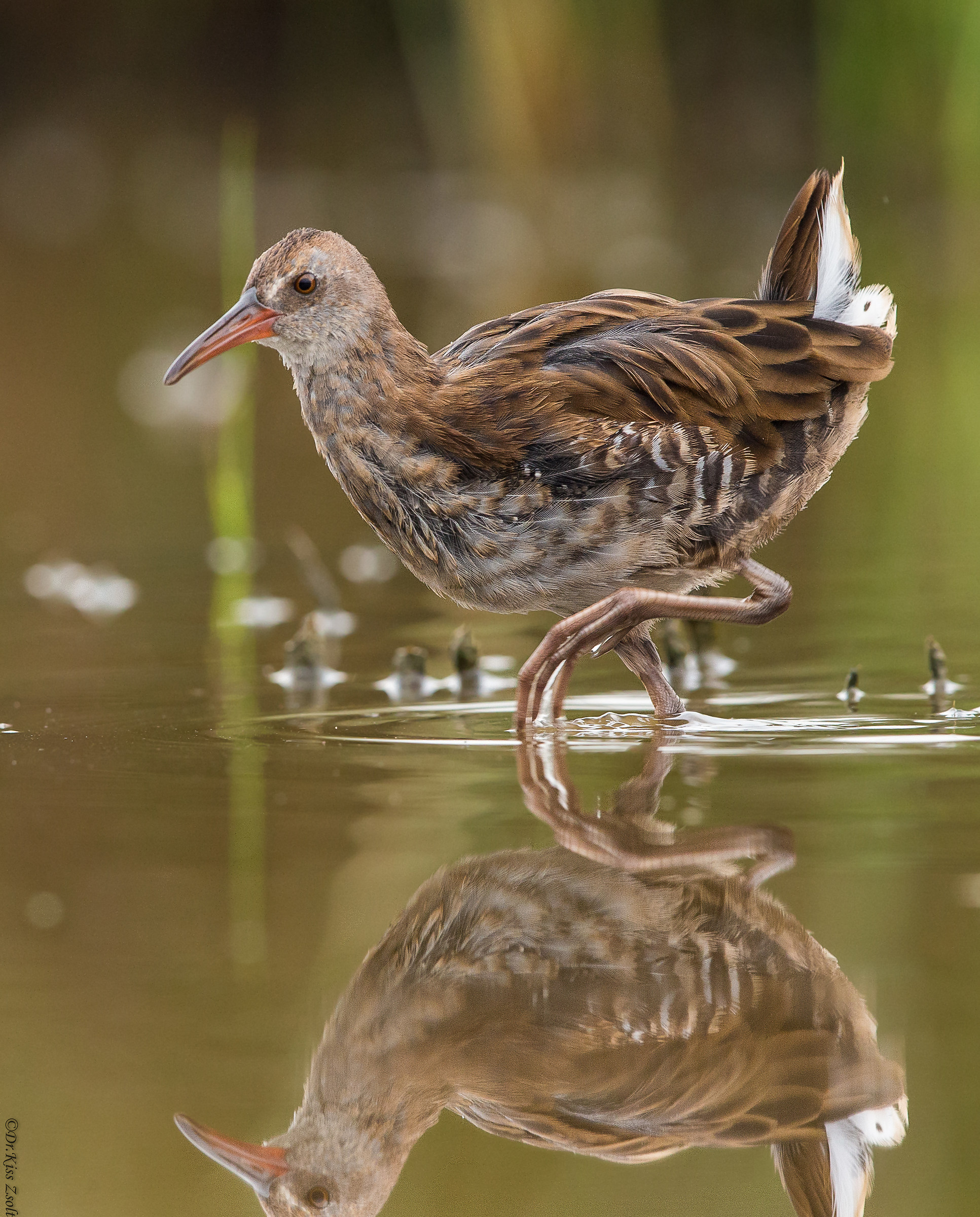 Esecuzione di porciglione