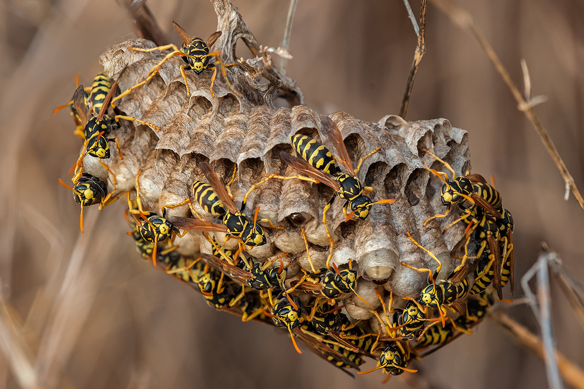The Planet of Wasps