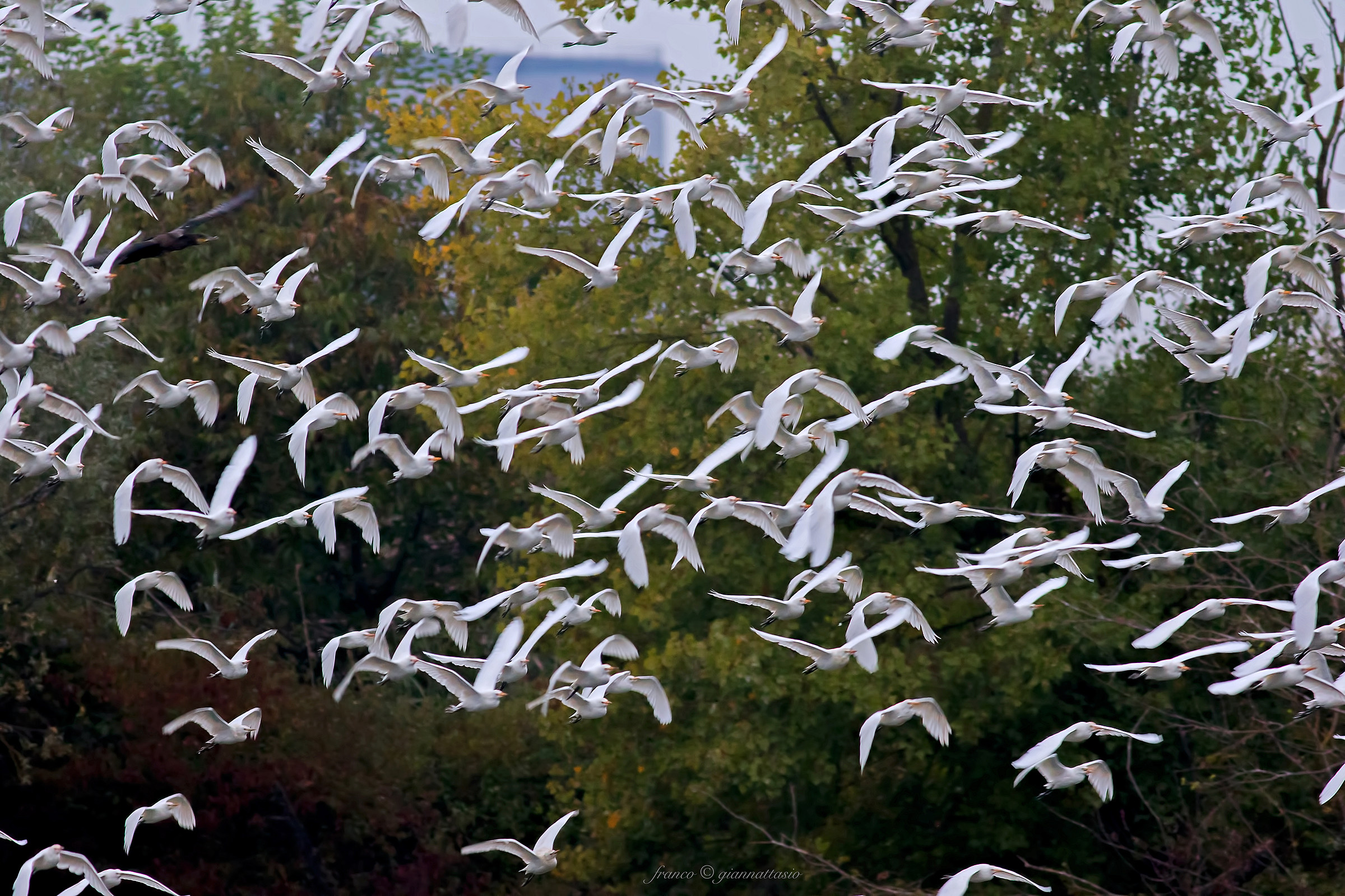 The intruder ....... !!!!!