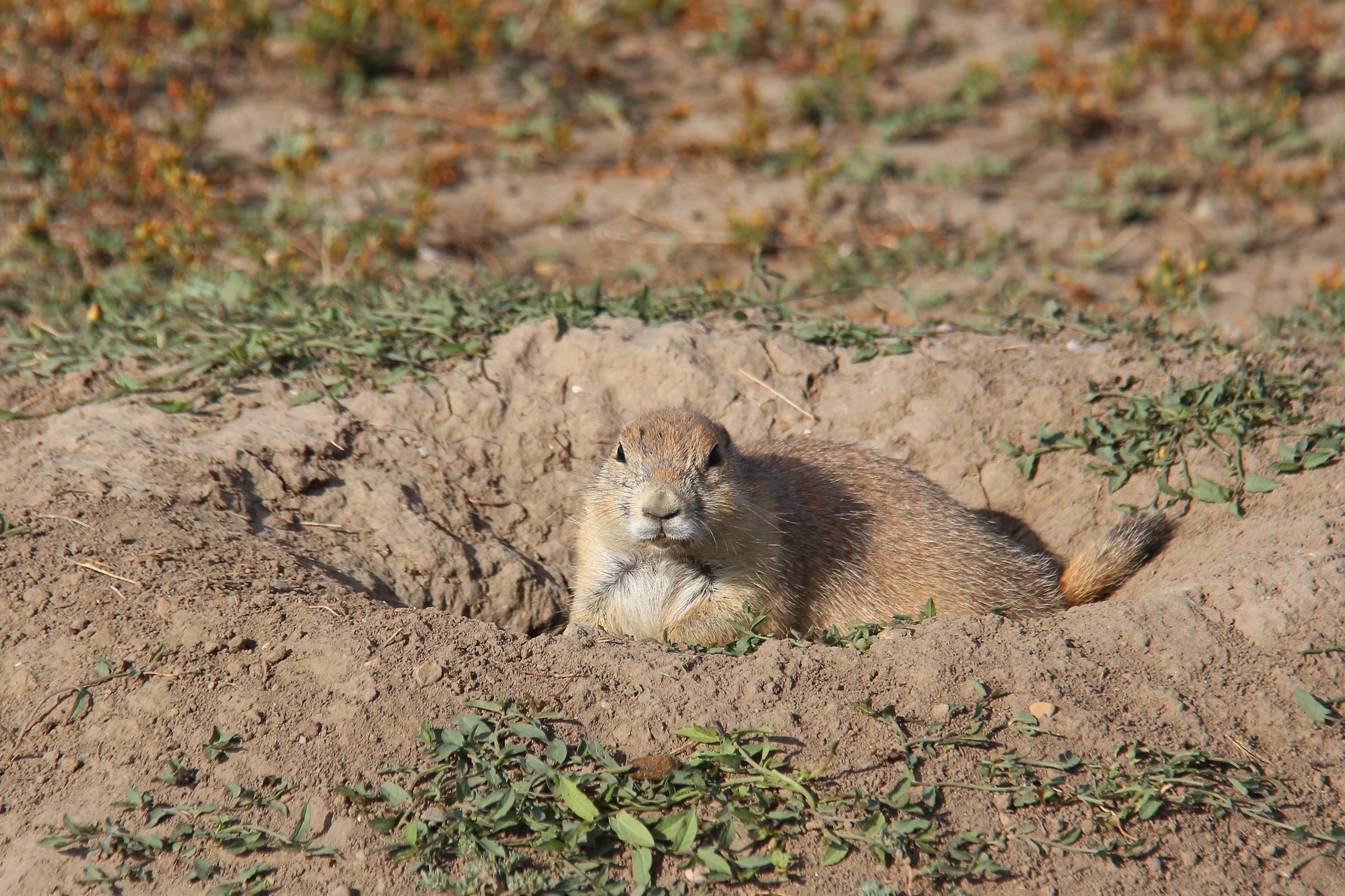 badlands prairie dog