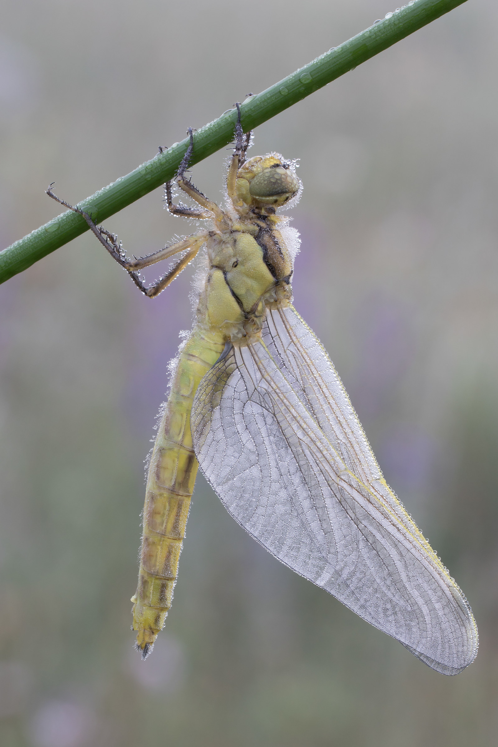 Libellula immatura