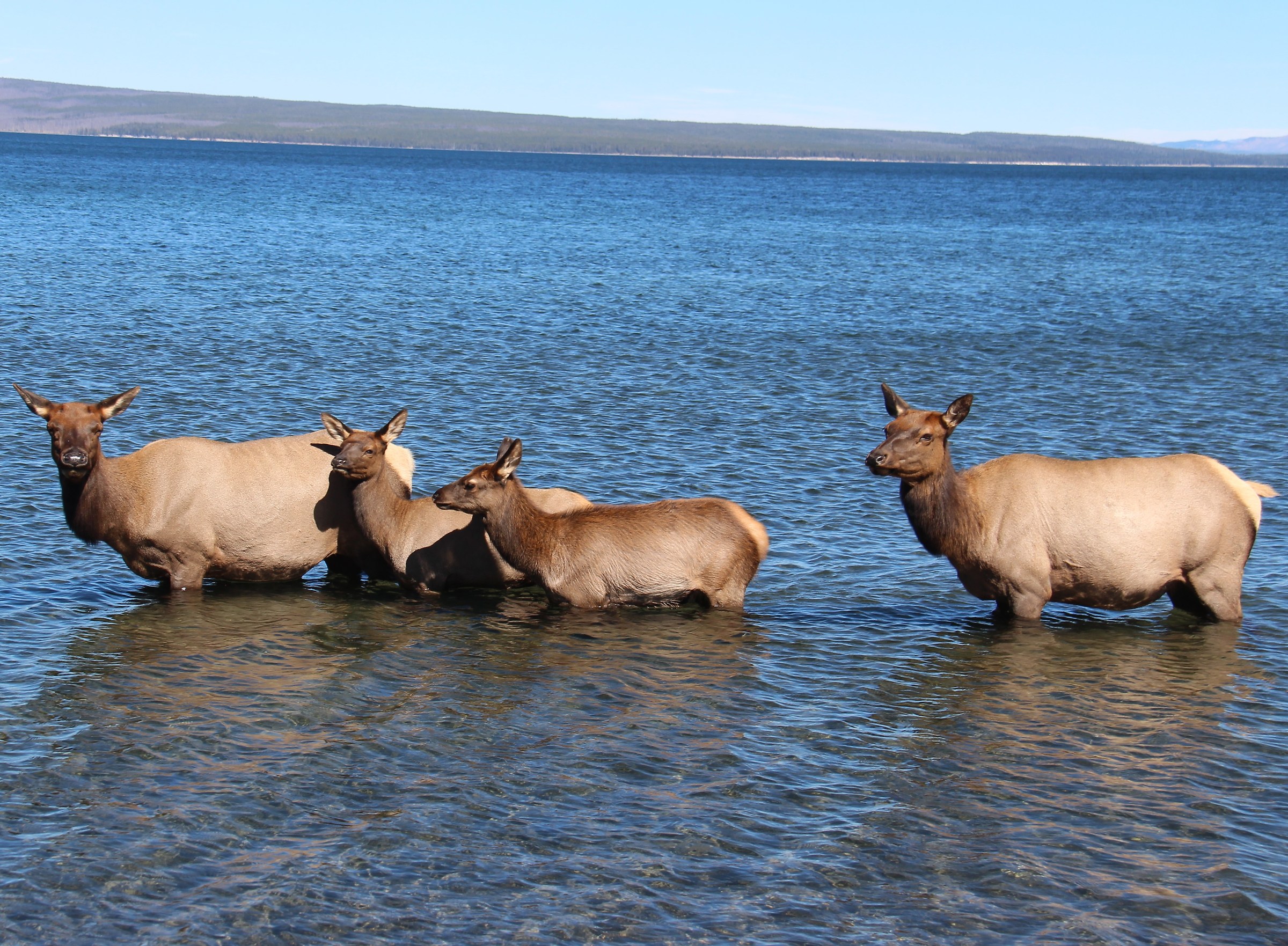 Yellowstone elk females to the bathroom