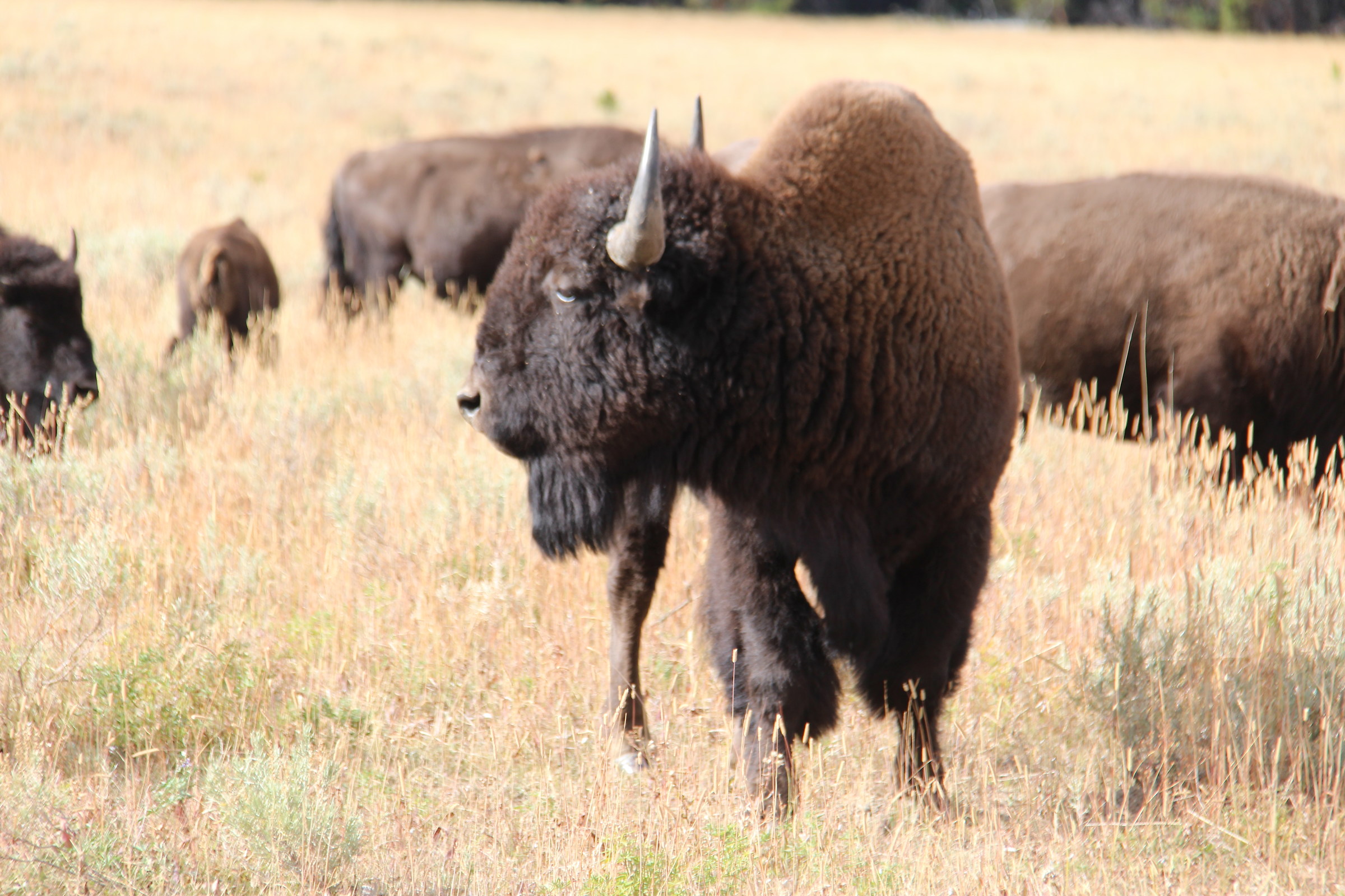 yellowstone bison