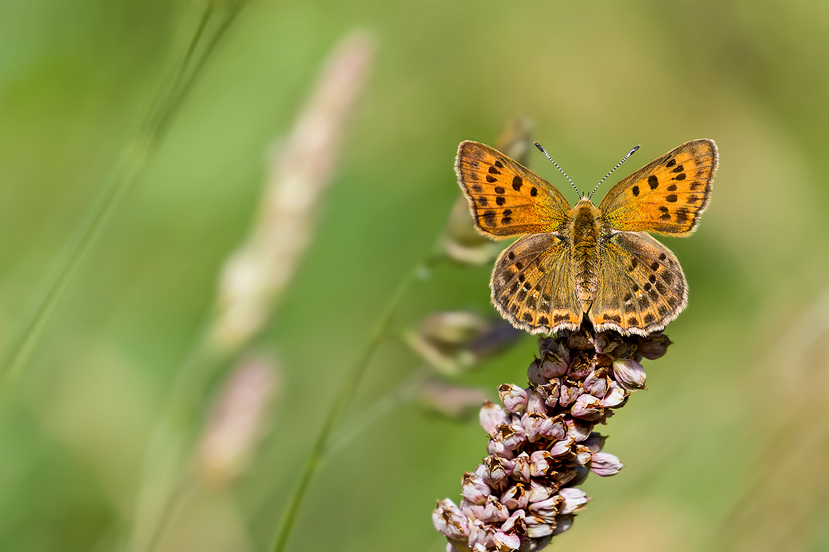 Lycaena virgaureae