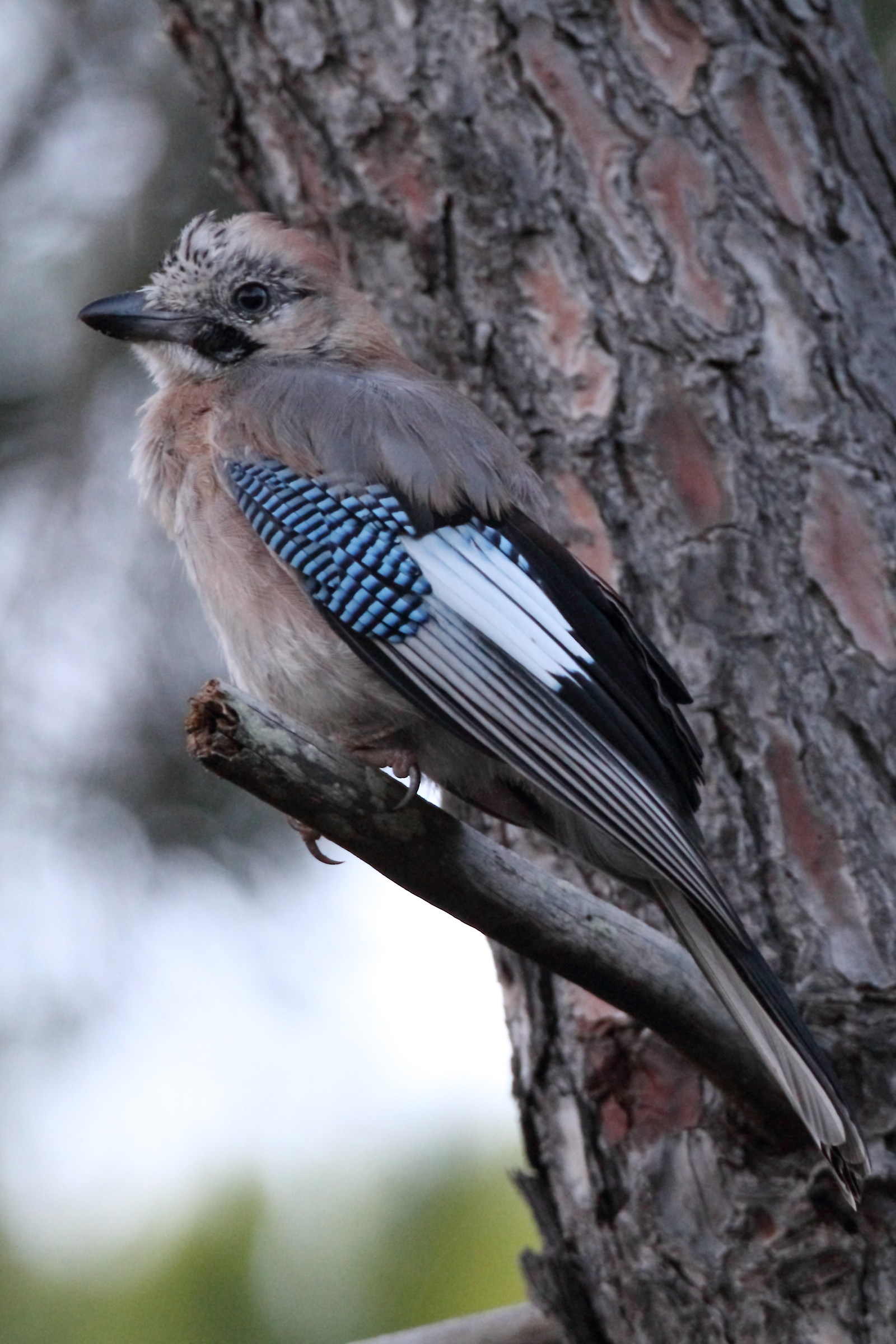 Jay in the woods