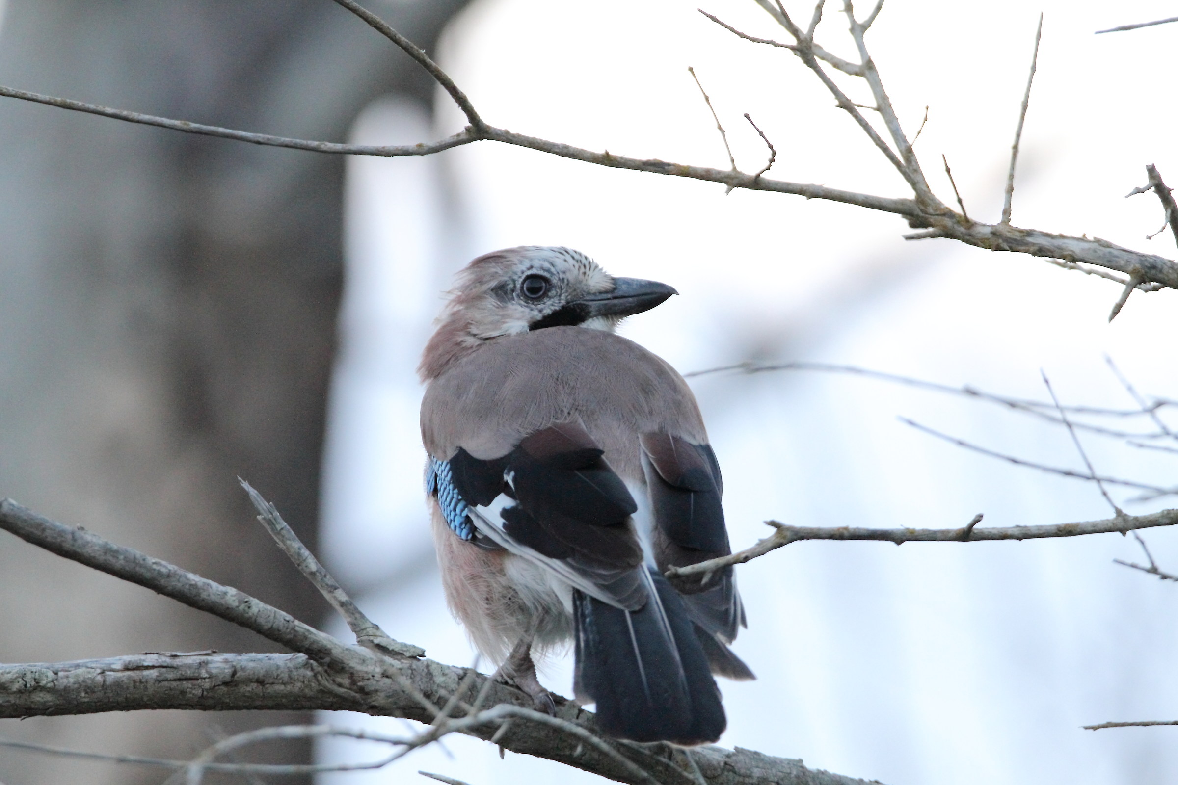 Jay in the woods
