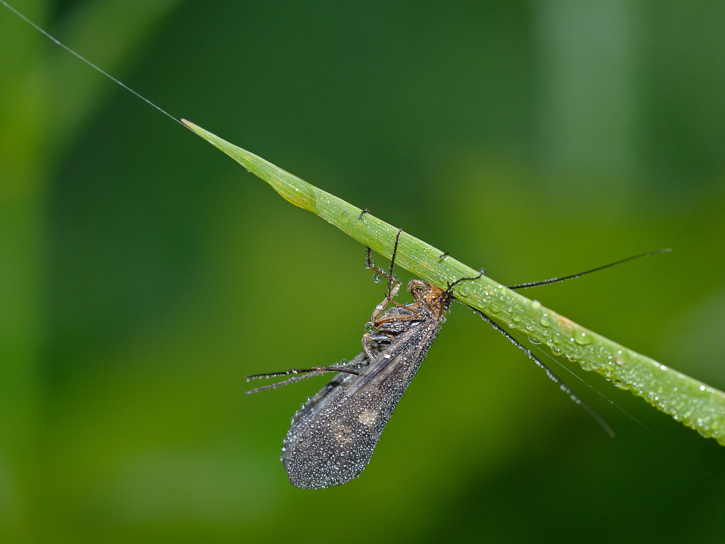 Ginnastica mattutina