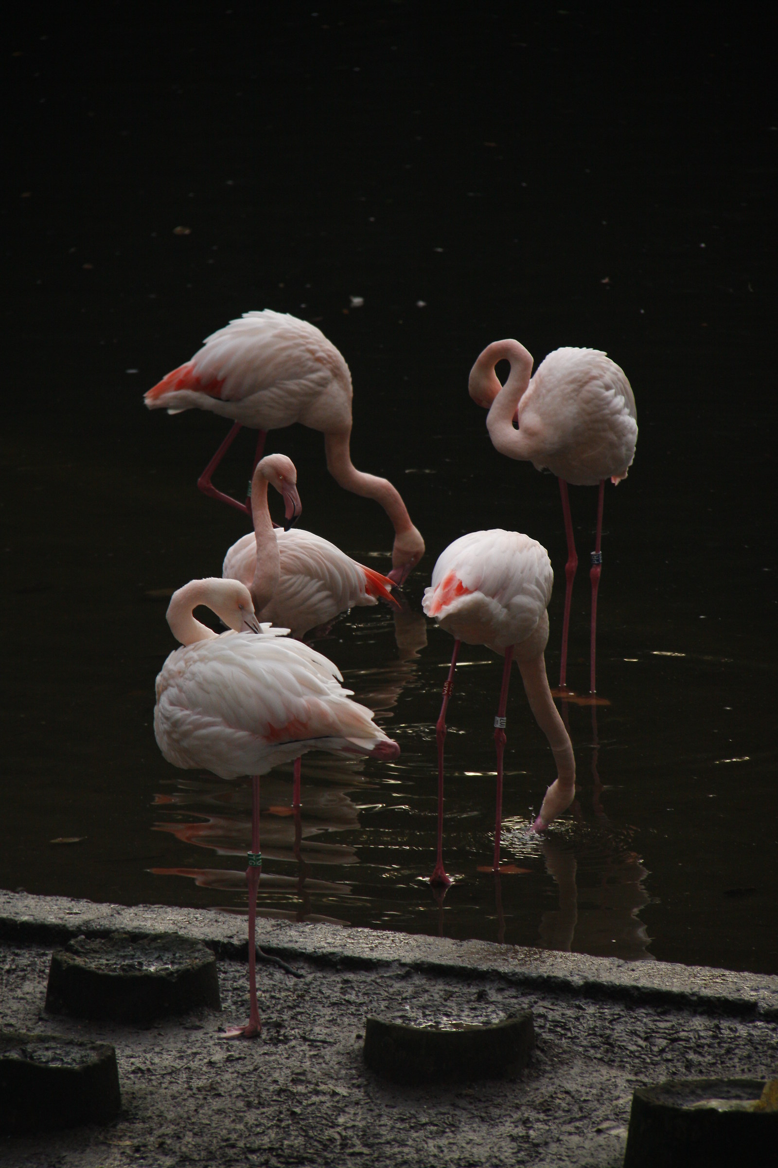 flamingos