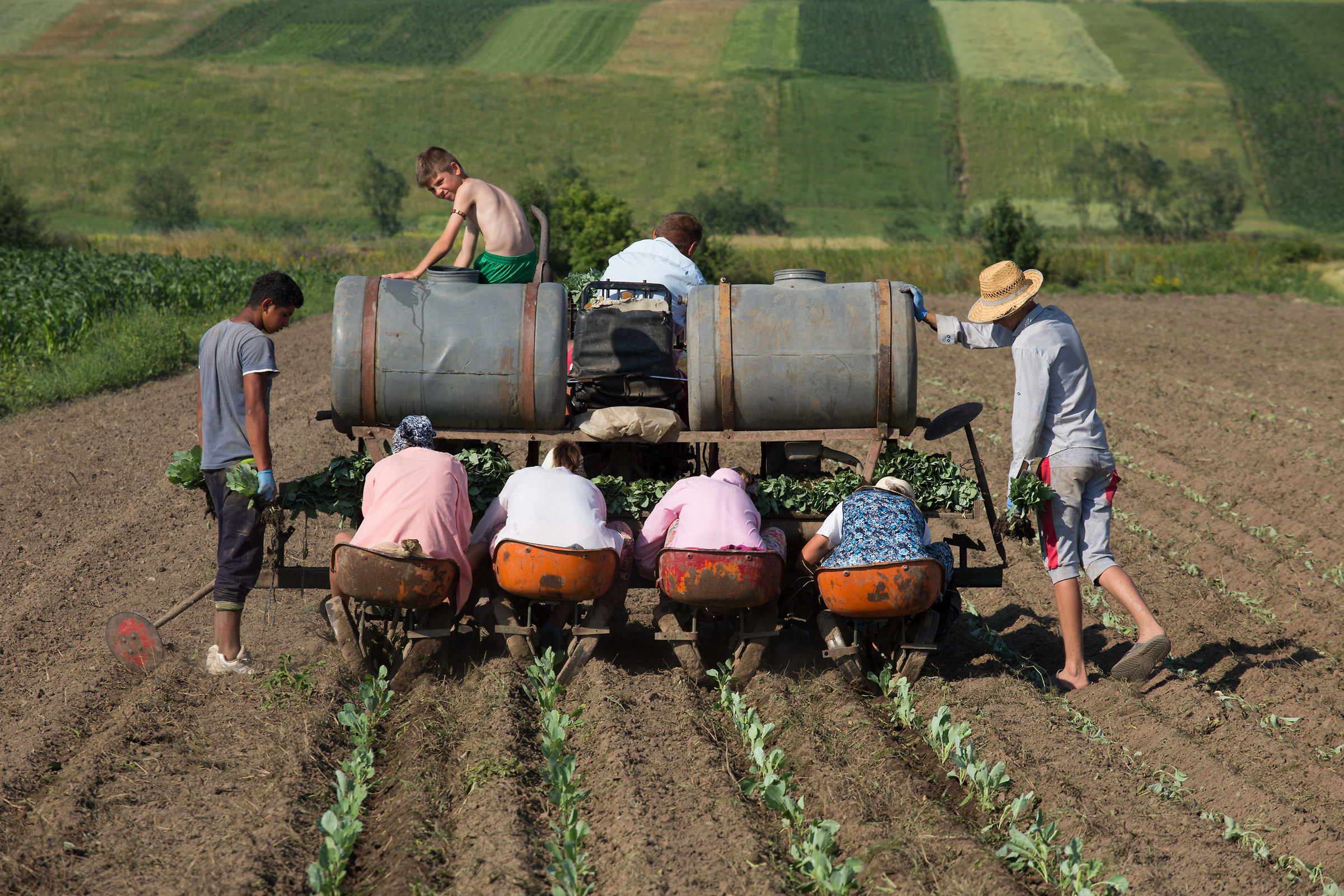 Planting of cabbage