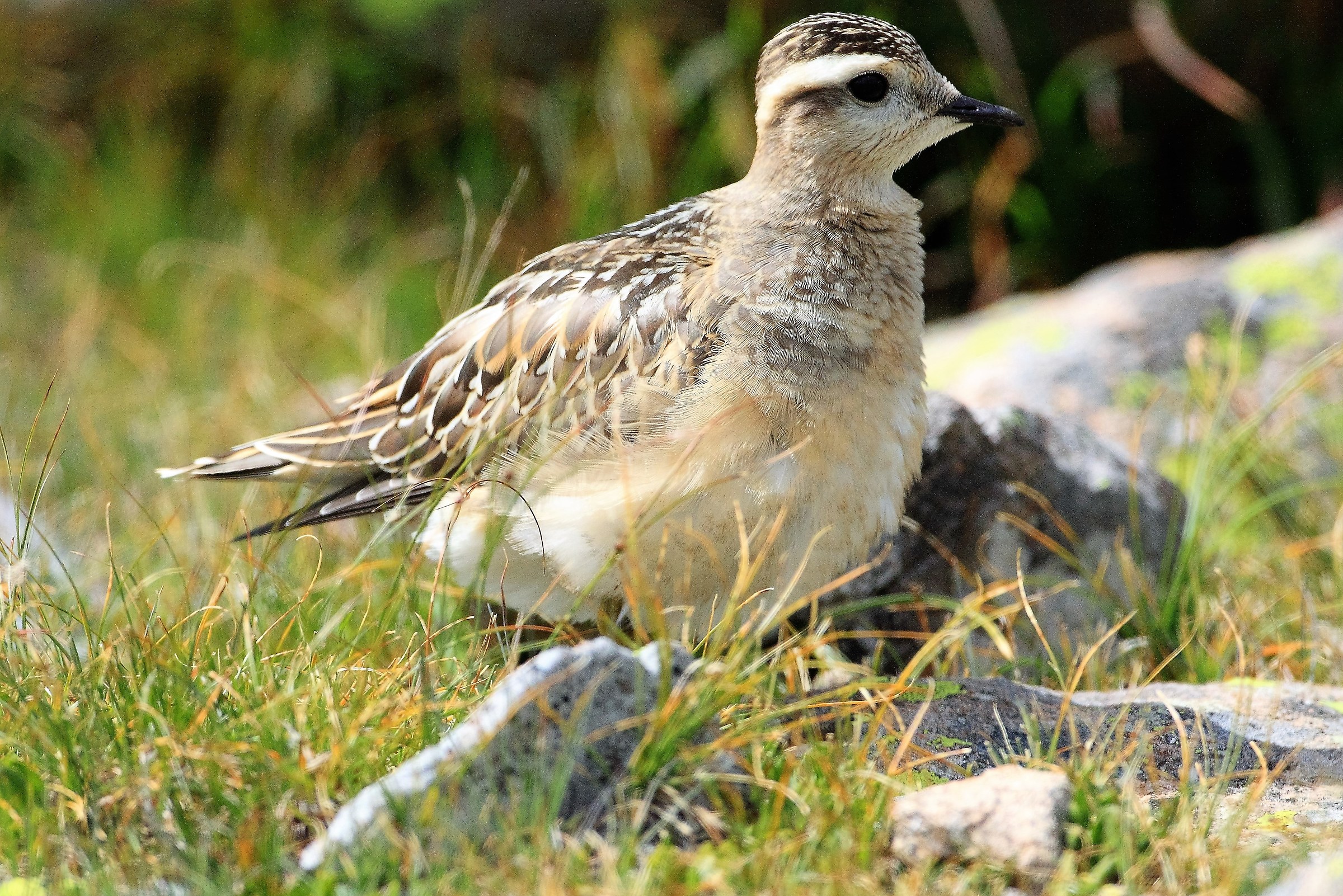 dotterel