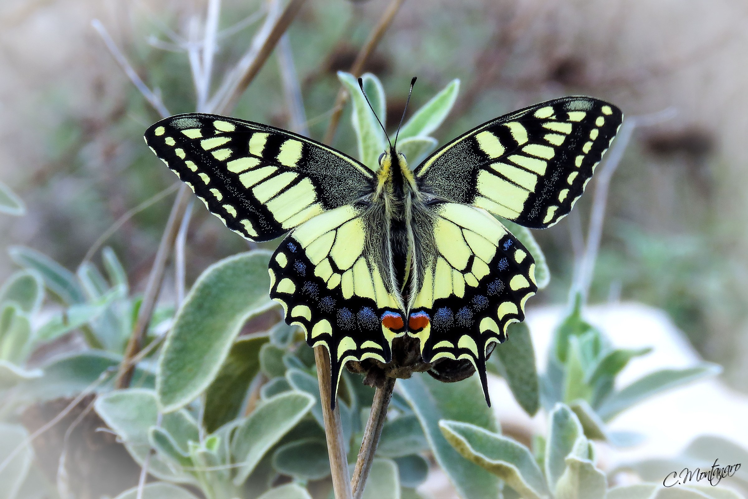 Papilio machaon