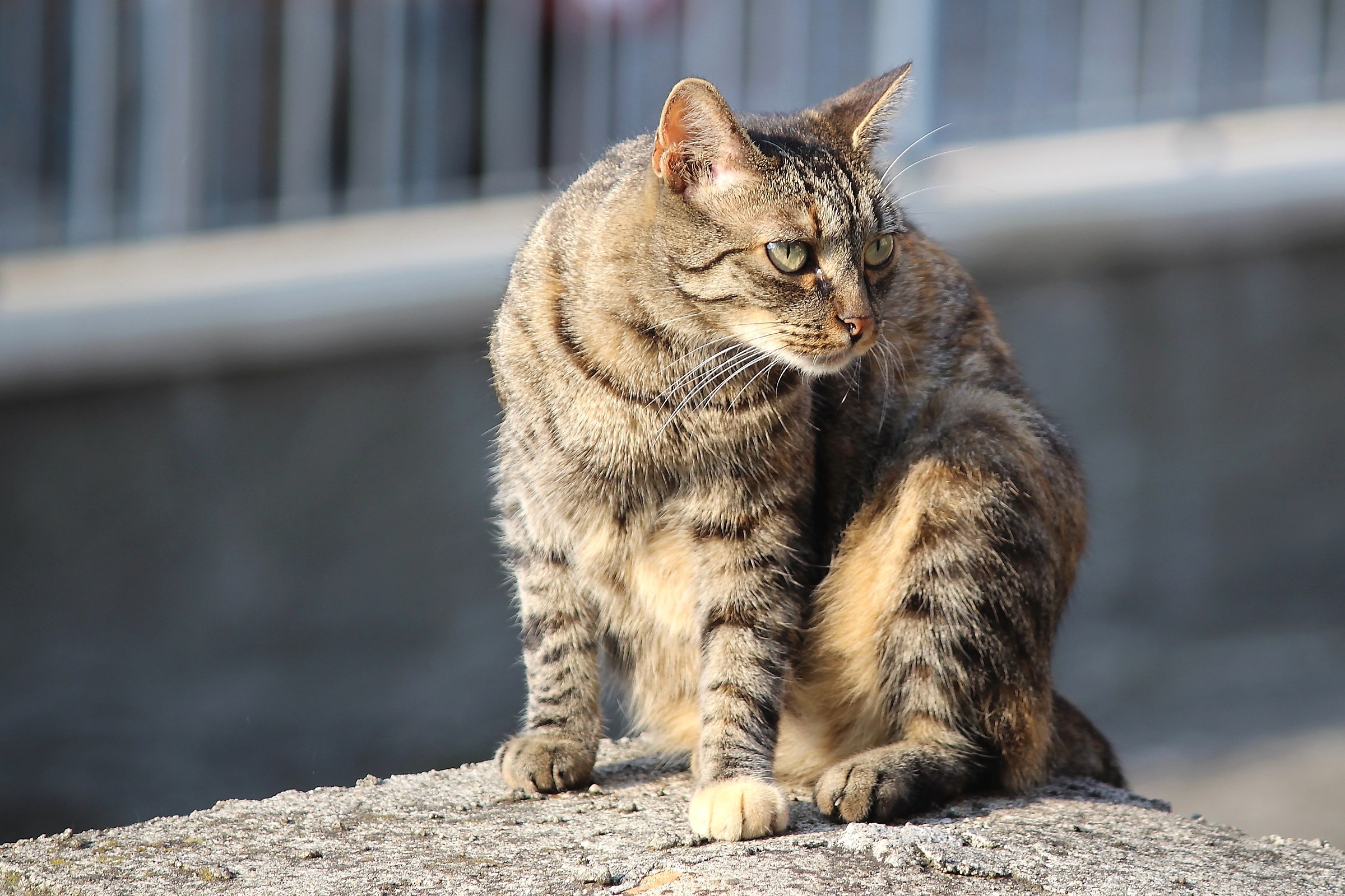 Va che ti vedo.. non mi scappi !!!