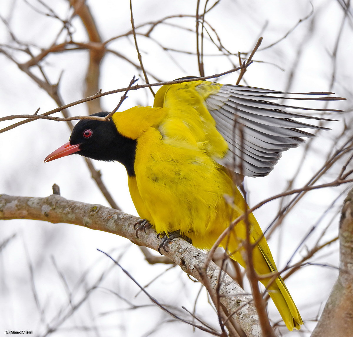 Black-Headed Oriole (Oriolus larvatus)