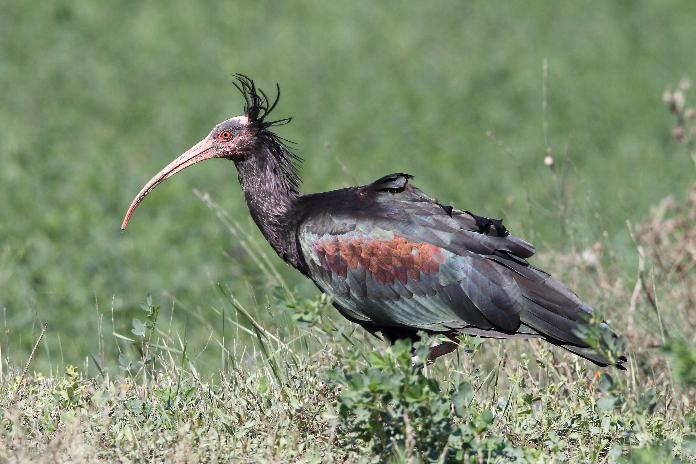 Hermit Ibis