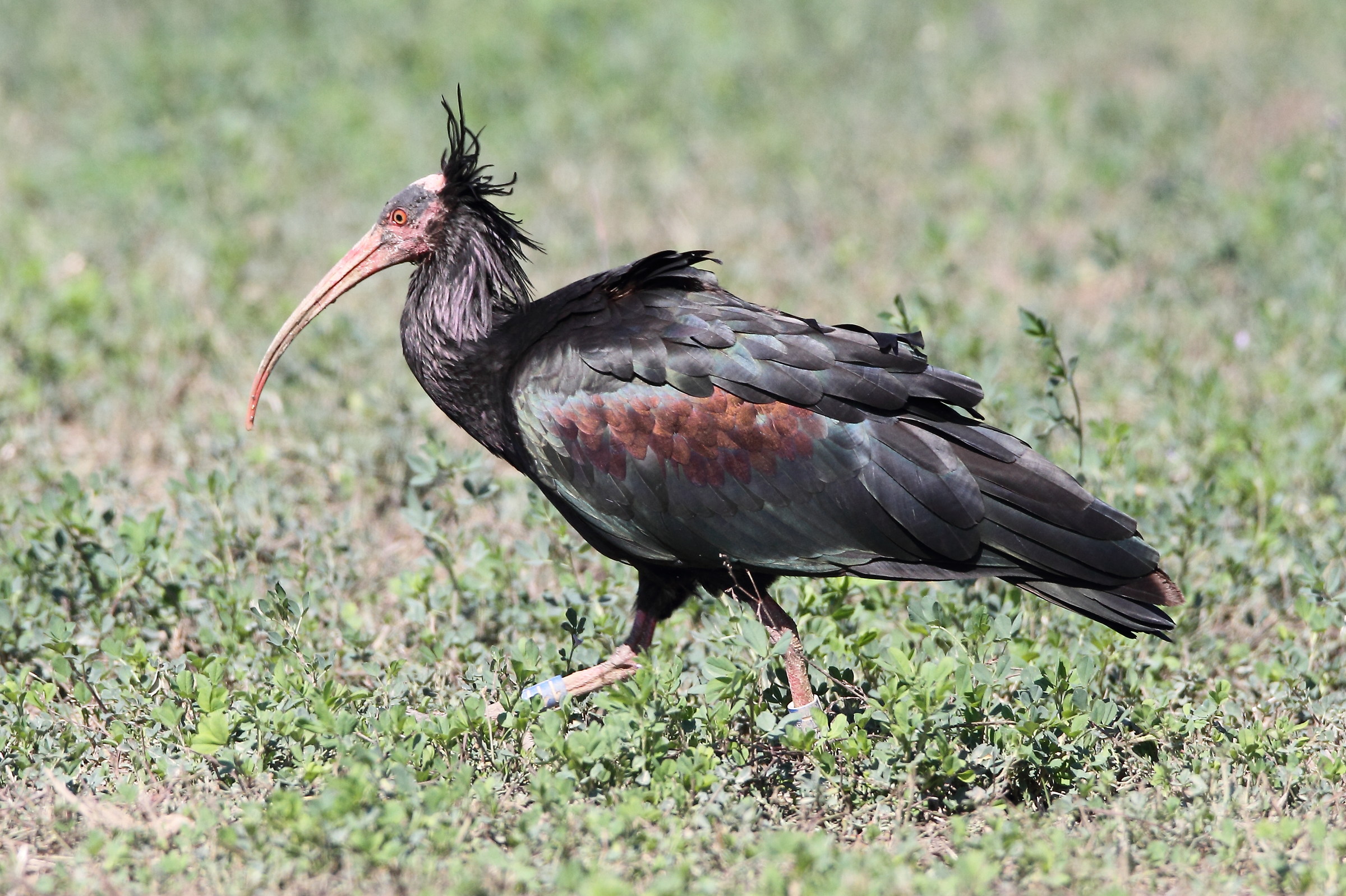 Hermit Ibis