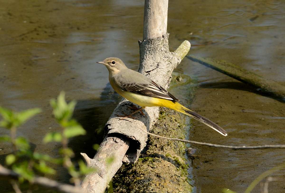 yellow wagtail