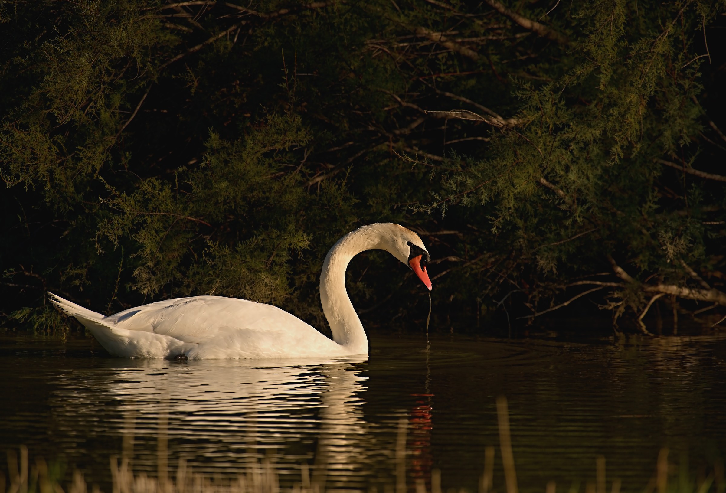 Swan at sunset