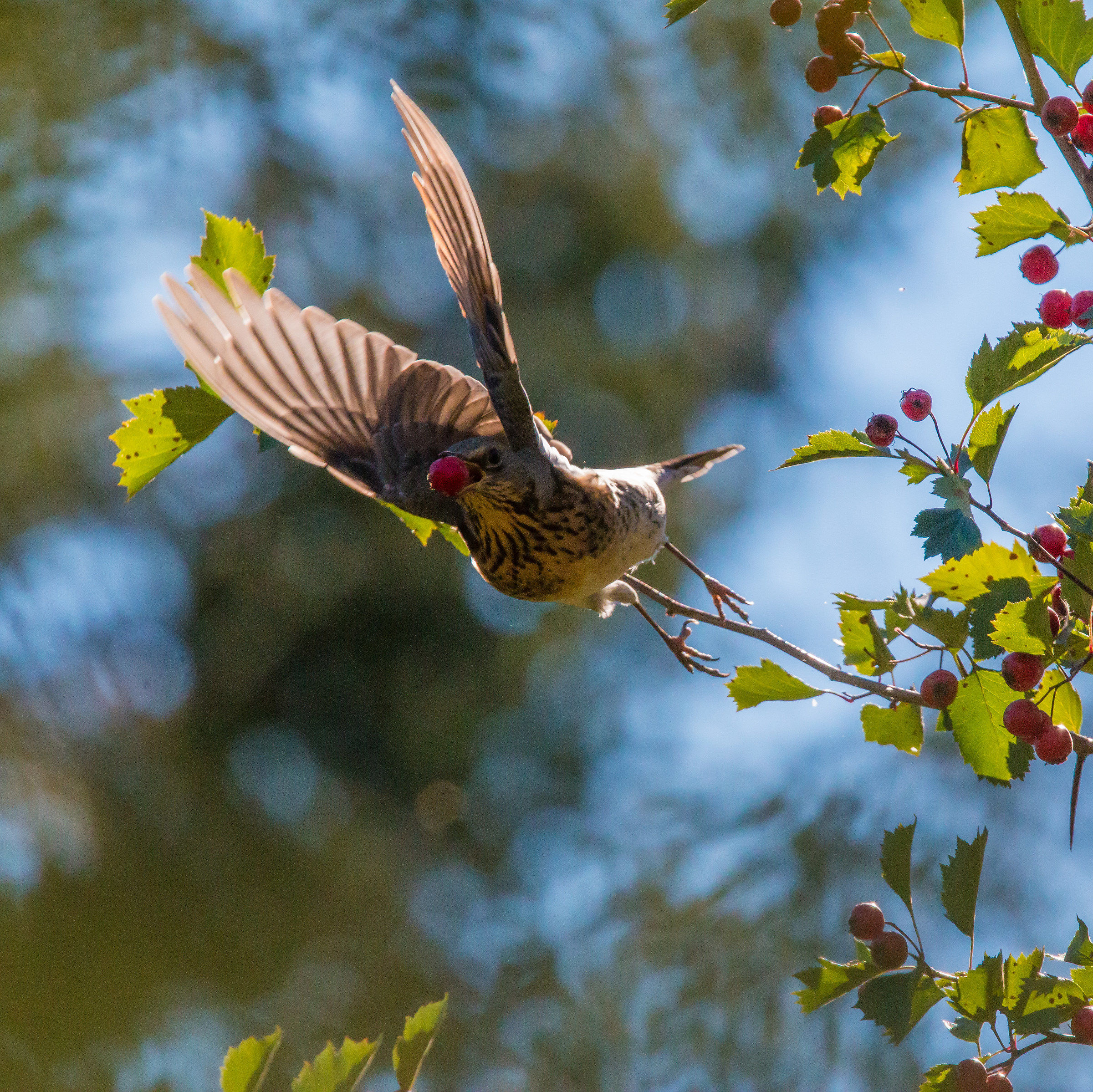 fieldfare