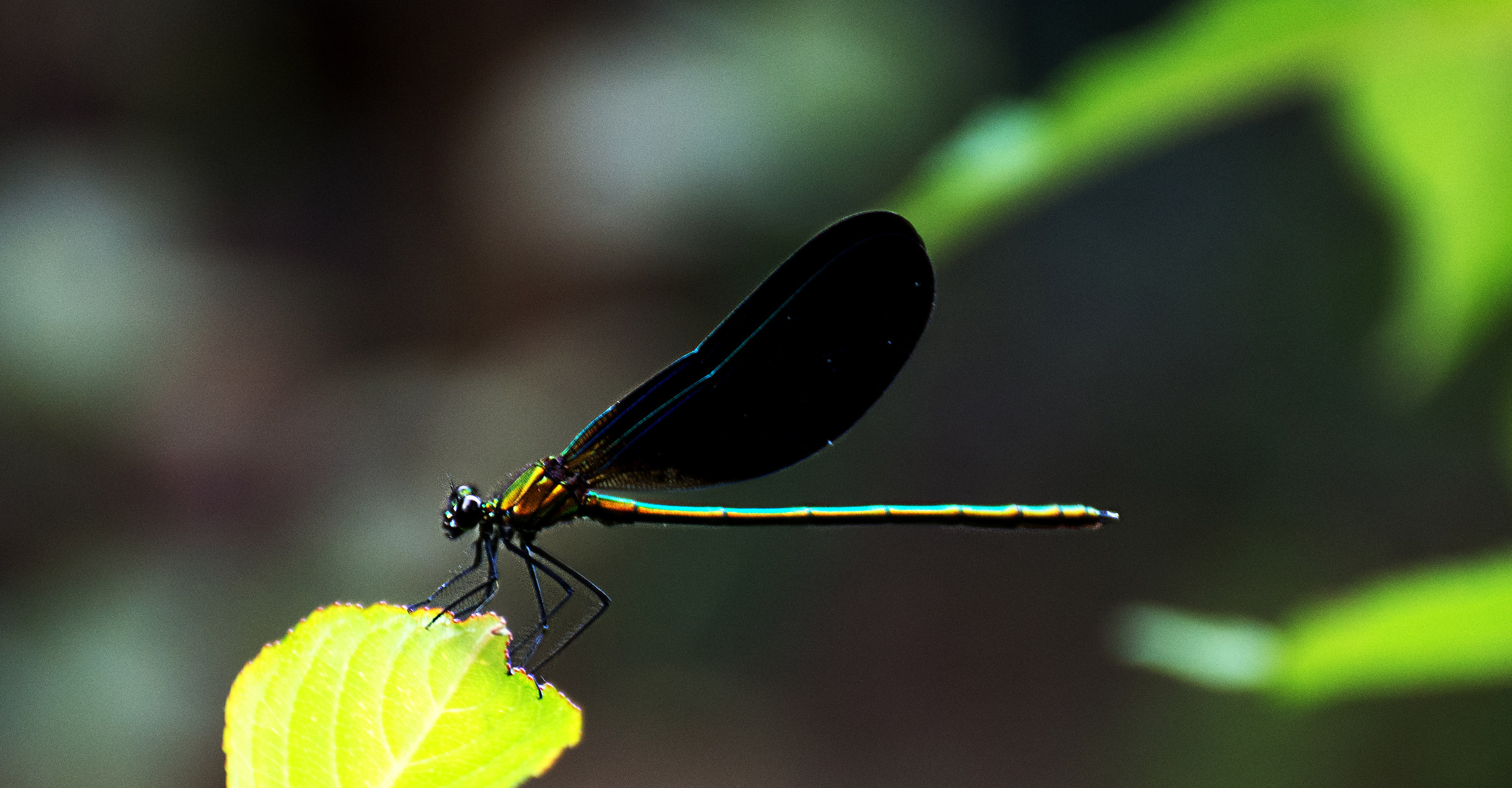 Calopteryx virgo