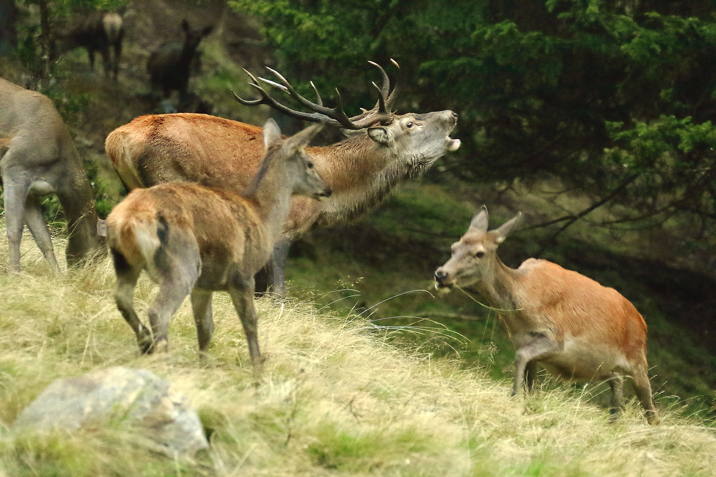 Der Konig des waldes - Il Re del bosco