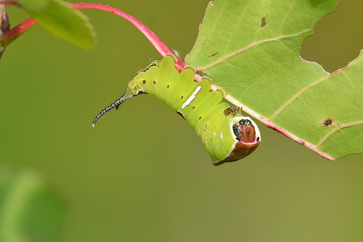 furcula bifida bruchiamo  sopra o sotto ?