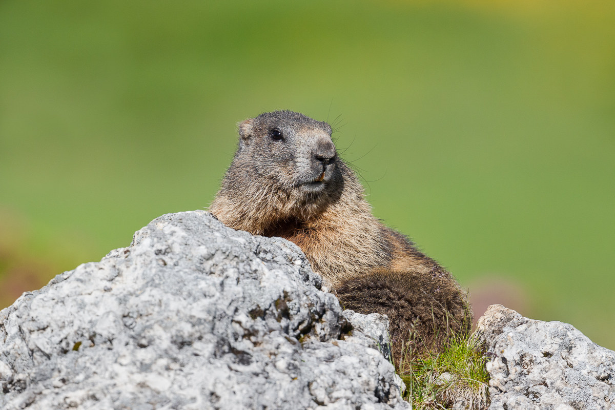Alpine Marmot ...