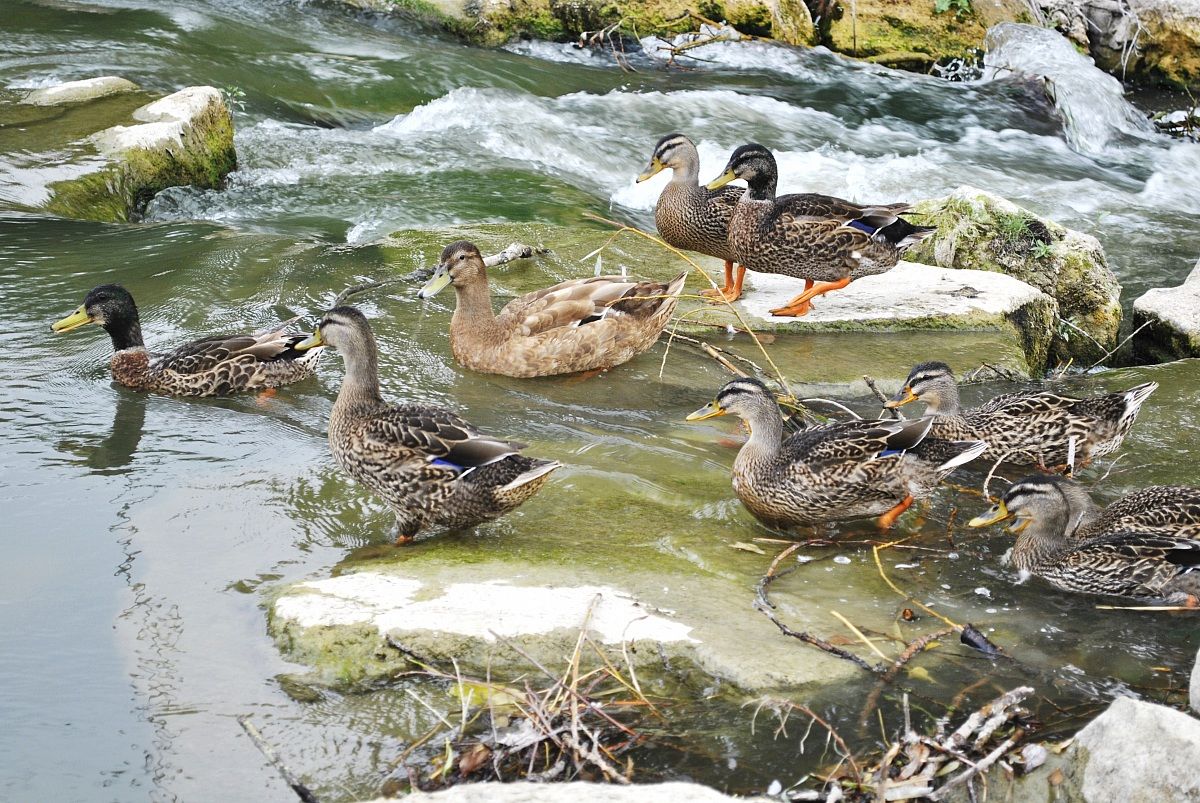 la famiglia  dei  Germani
