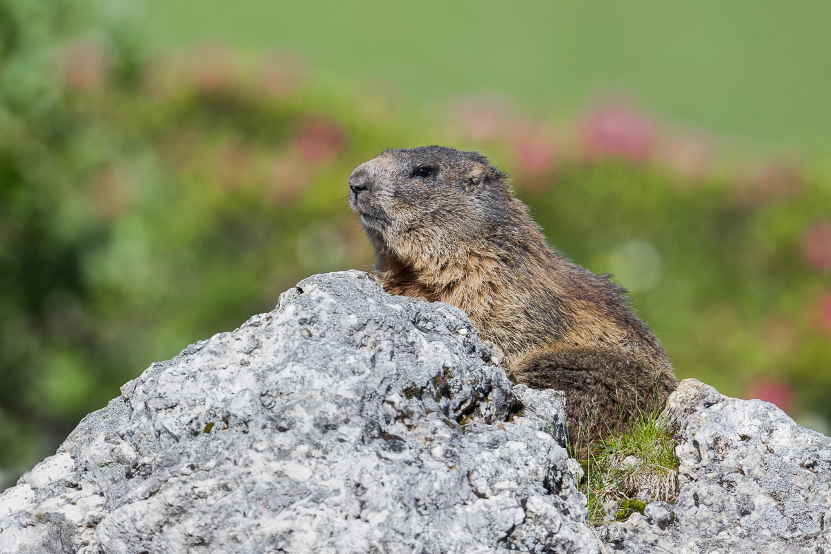 Alpine Marmot ...