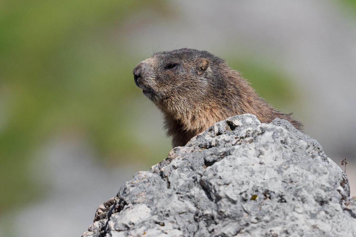 Alpine Marmot ...