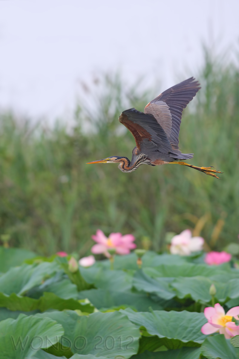 The red and lotus flowers