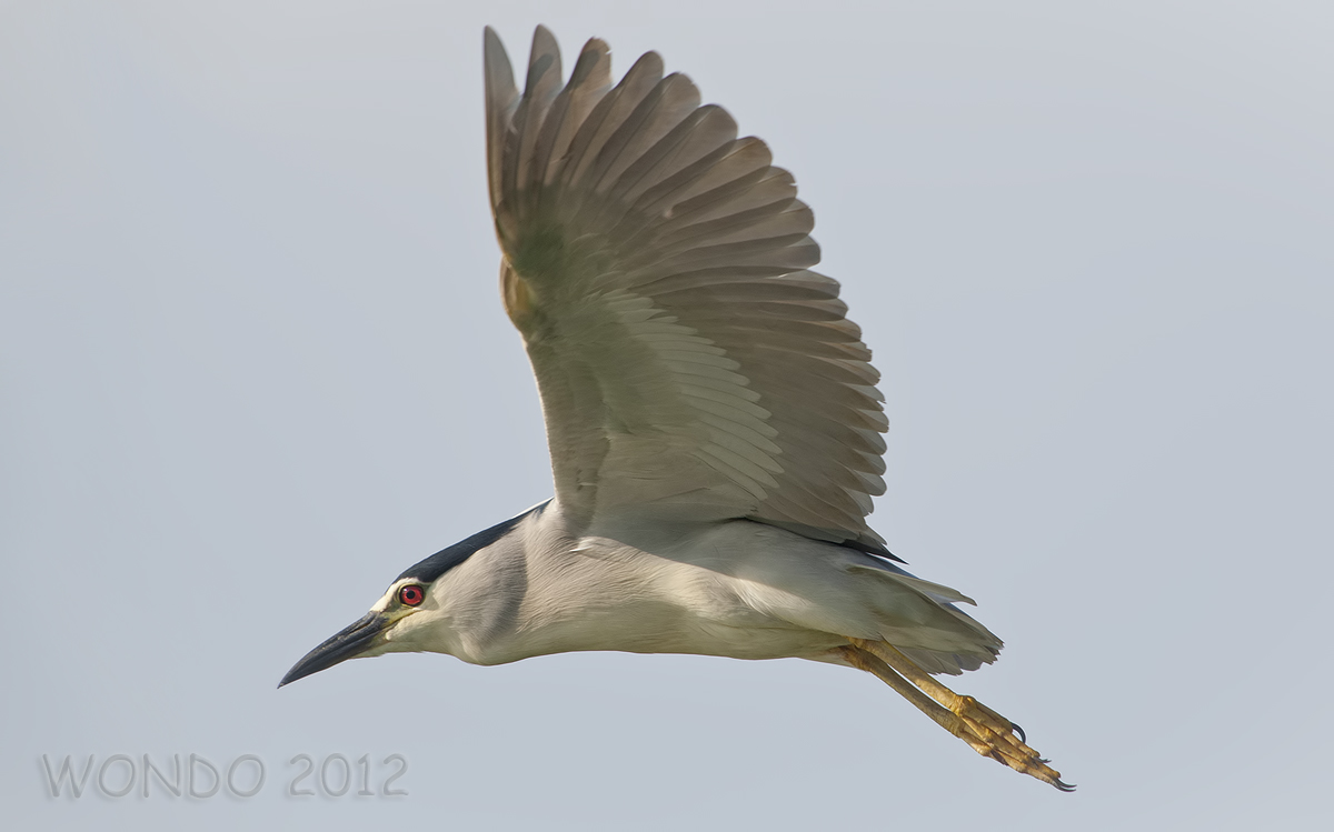 Night Heron