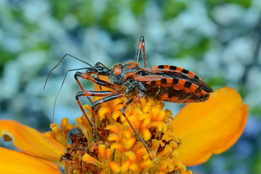 Rhynocoris iracundus - assassin bug
